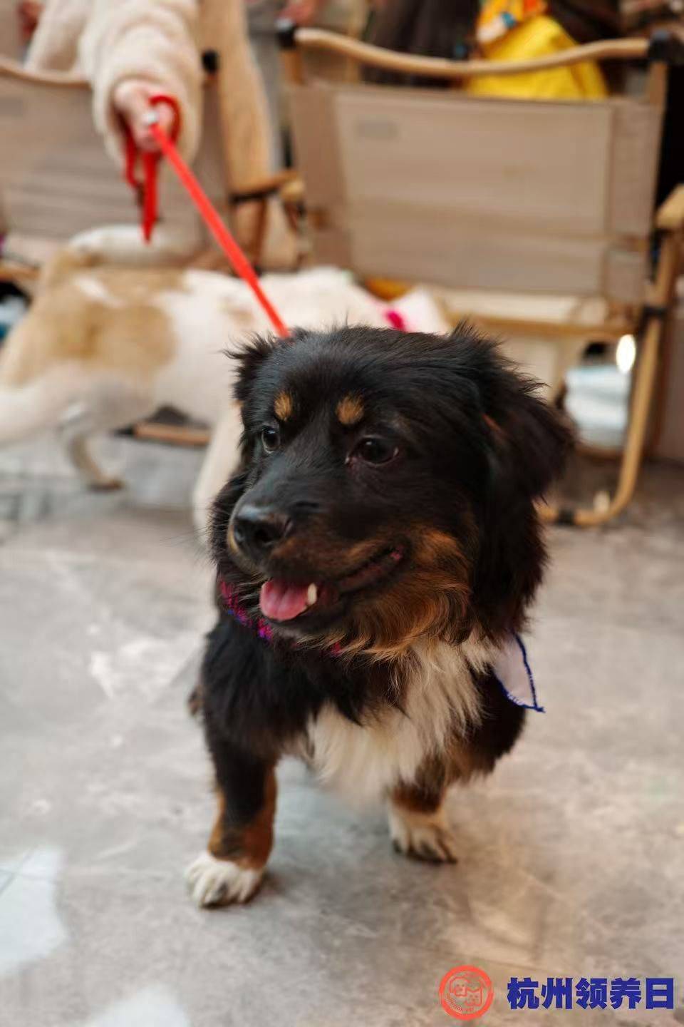 快乐小狗哒哒！_4