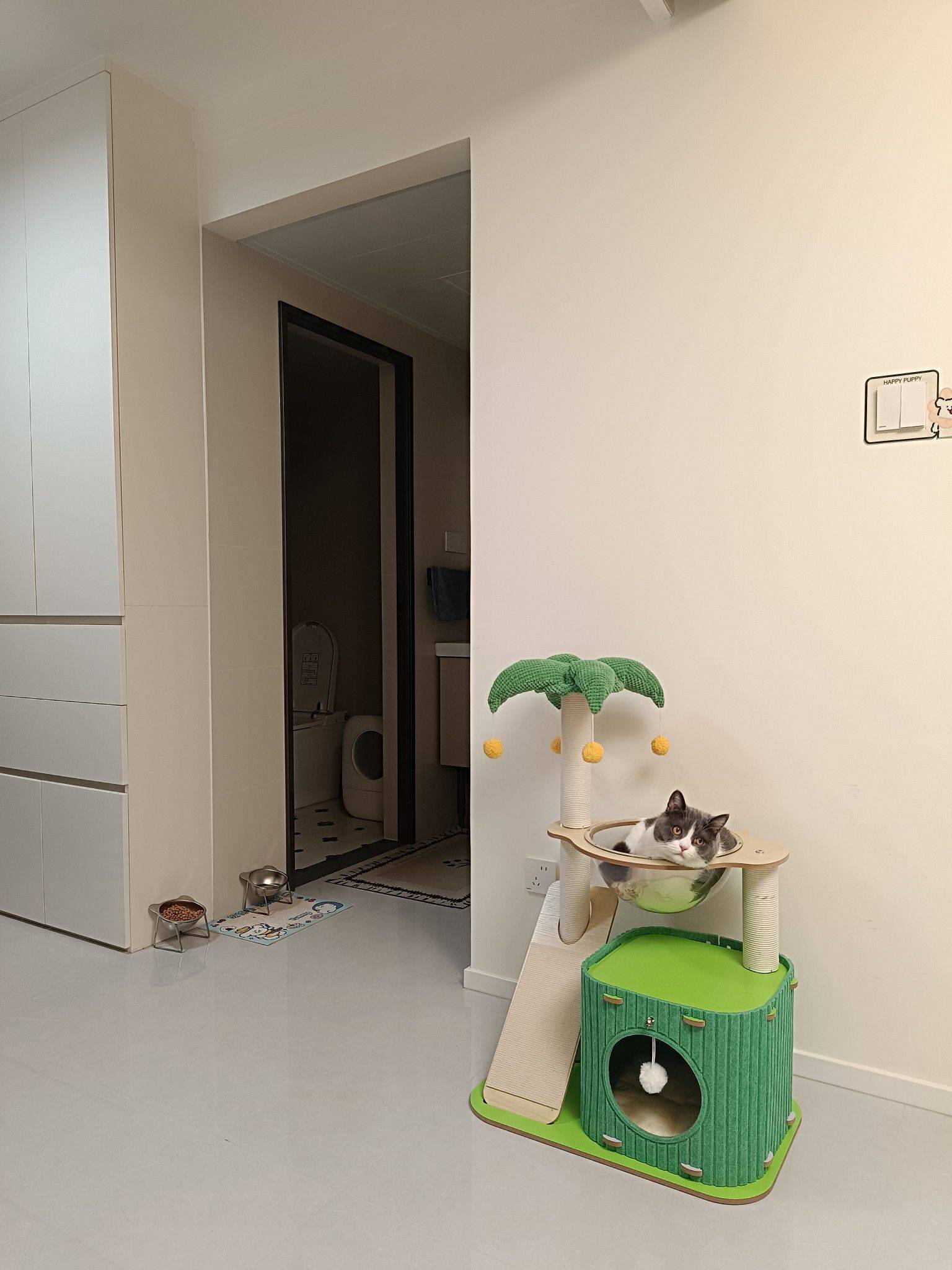 每一只猫咪都该被宠爱_3