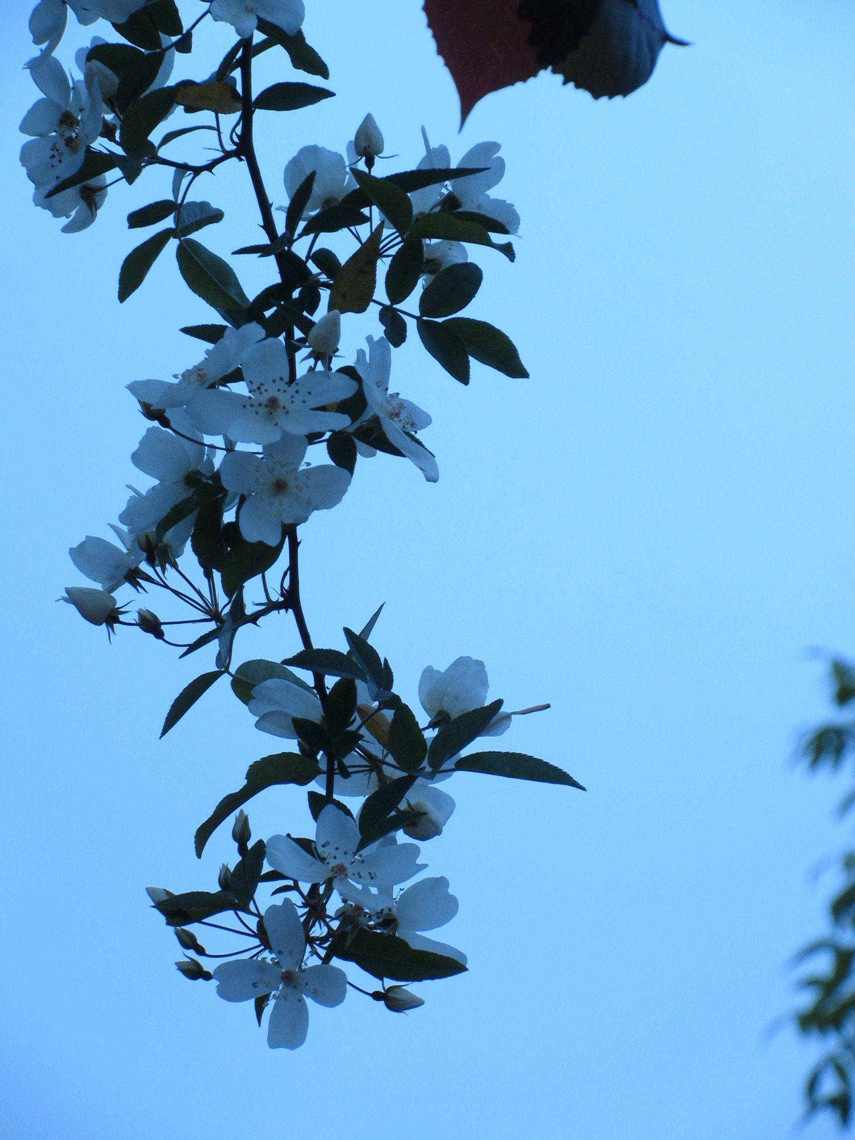 ccd里面的春天_1