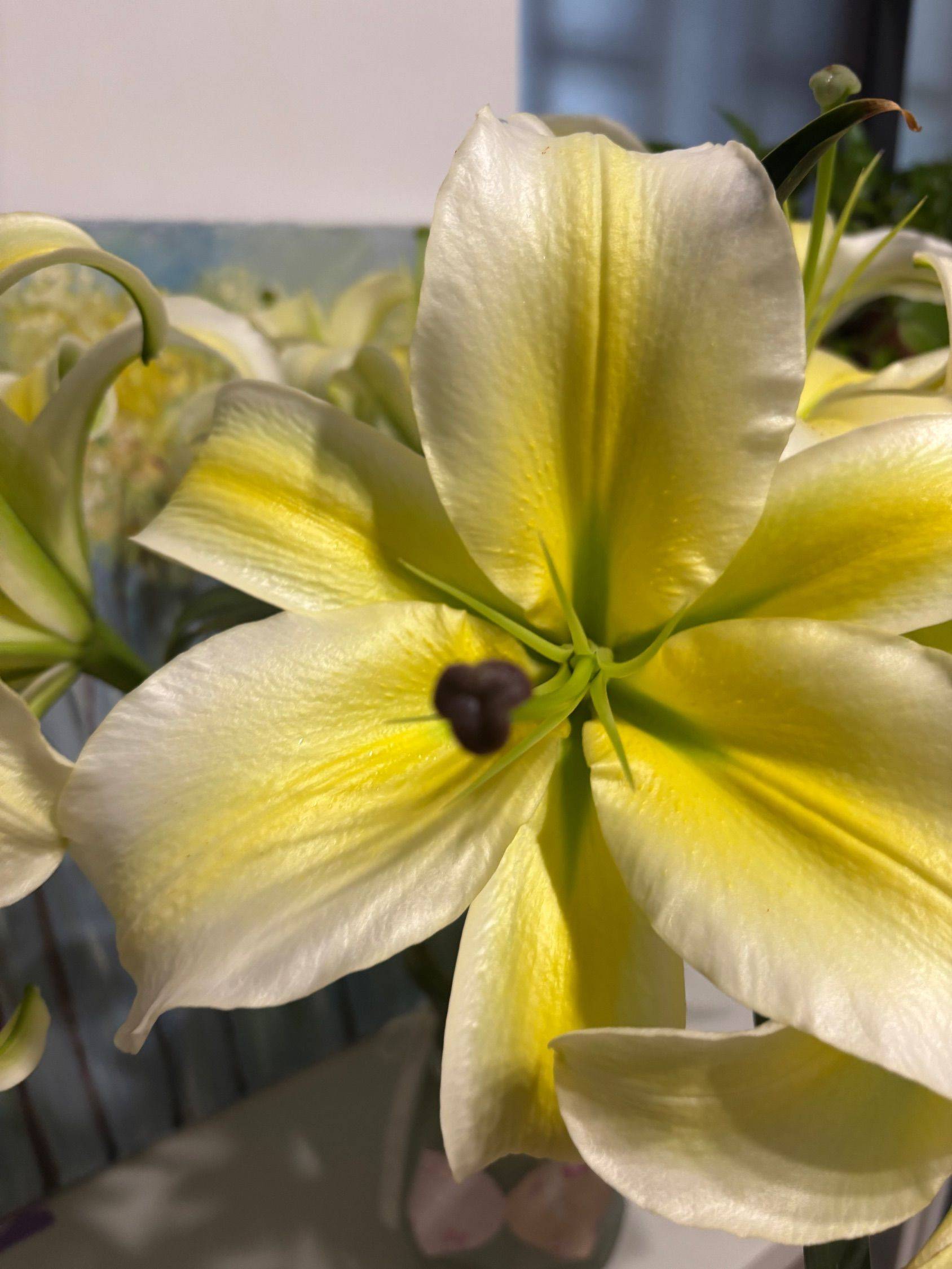 百合花黄天霸，好养开得真好！ 欢迎来我