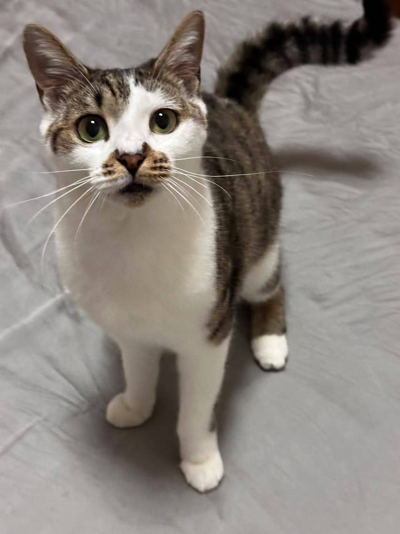 上海领养｜粘人精狸白妹妹_2