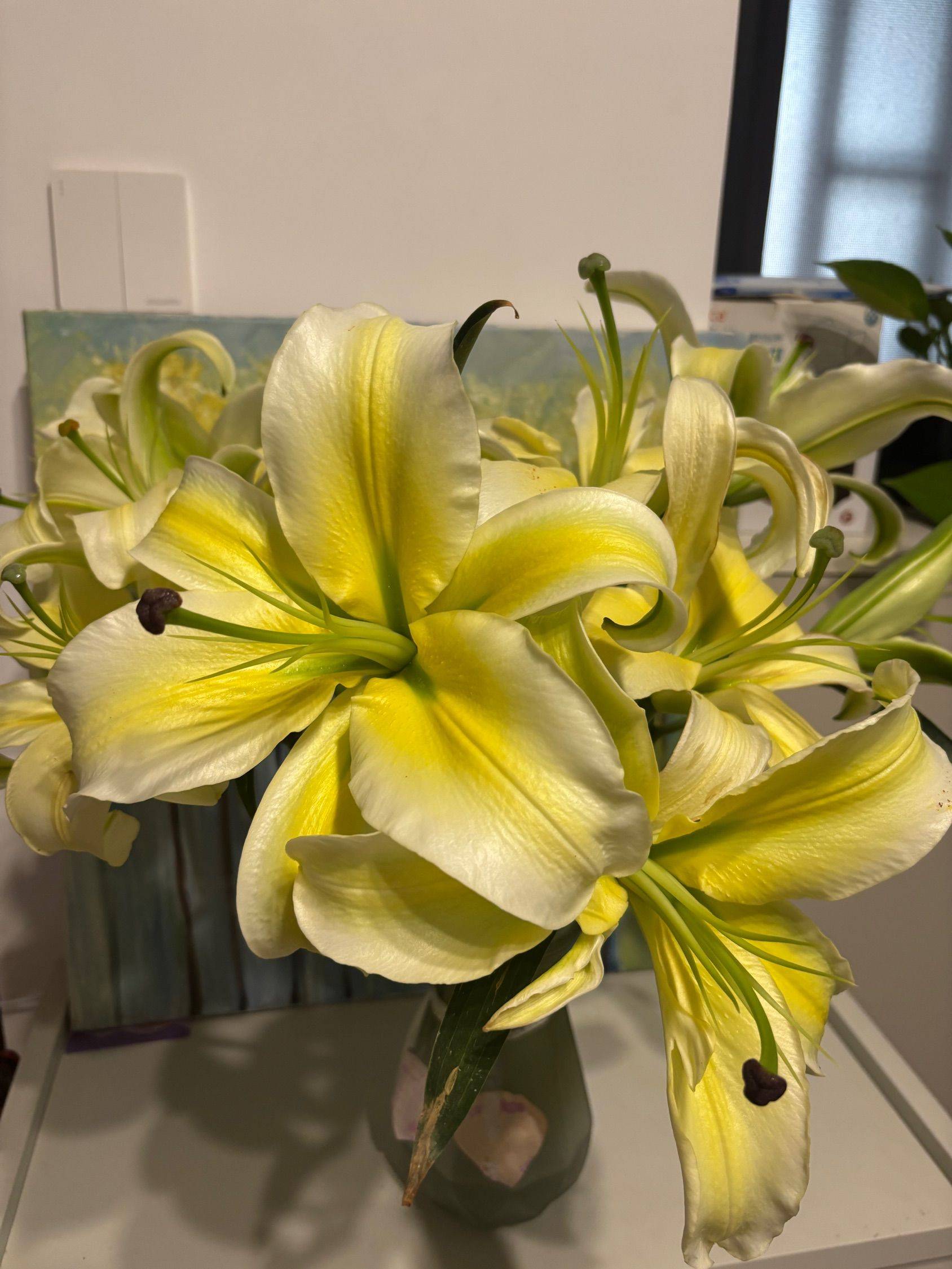 百合花黄天霸，好养开得真好！ 欢迎来我_2