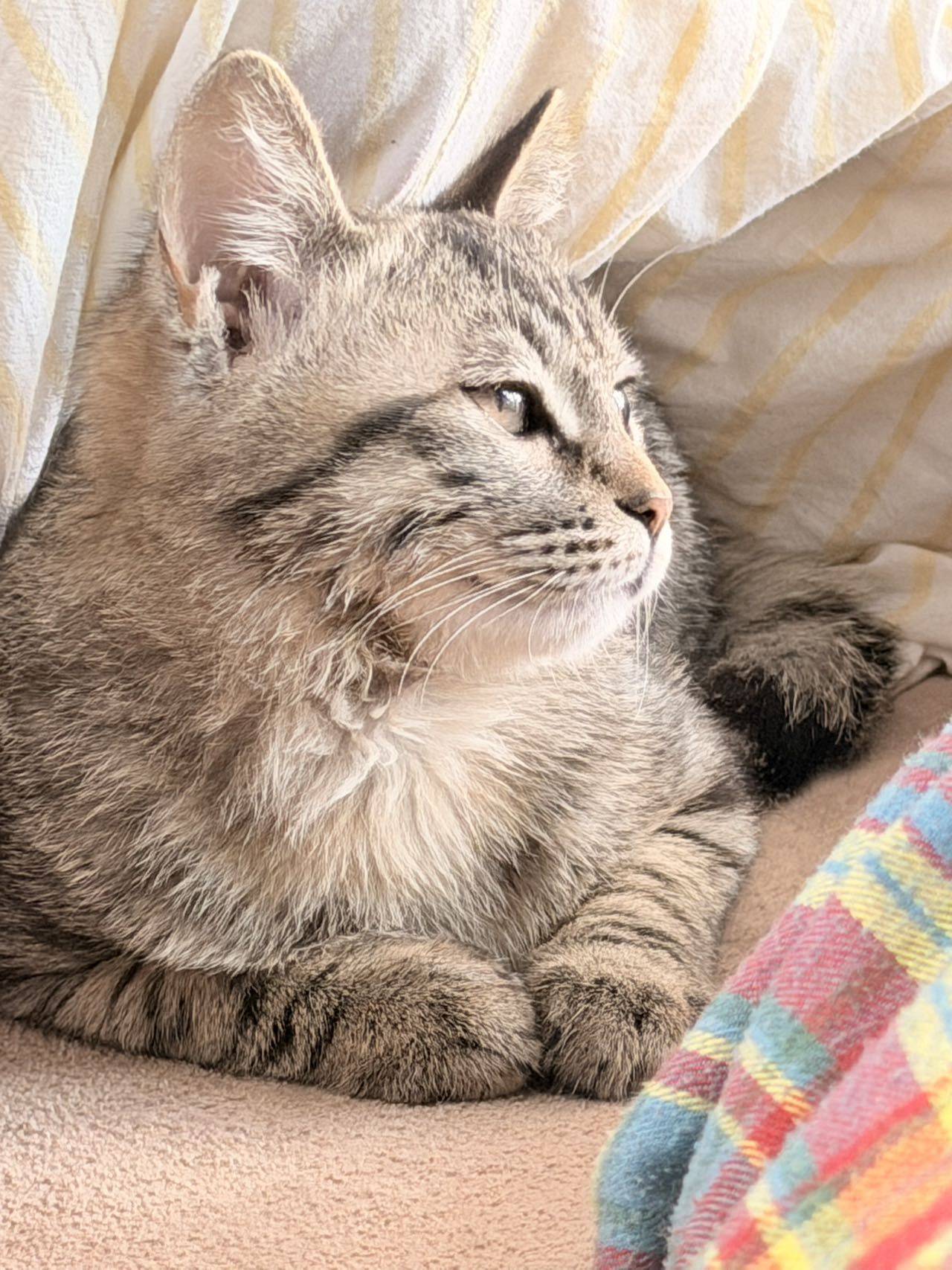 上海松江小猫找领养_1