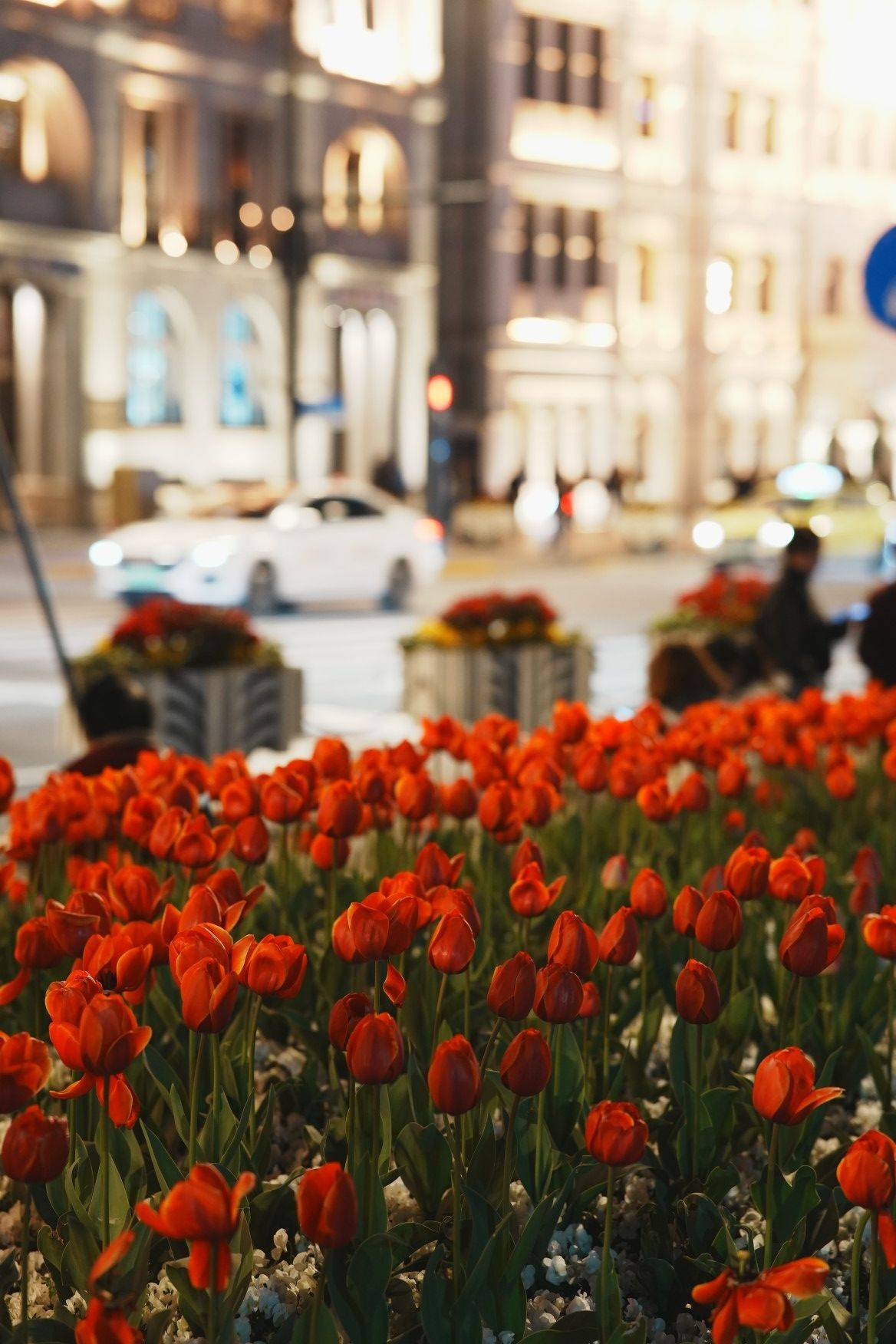 上海外滩郁金香开了_3