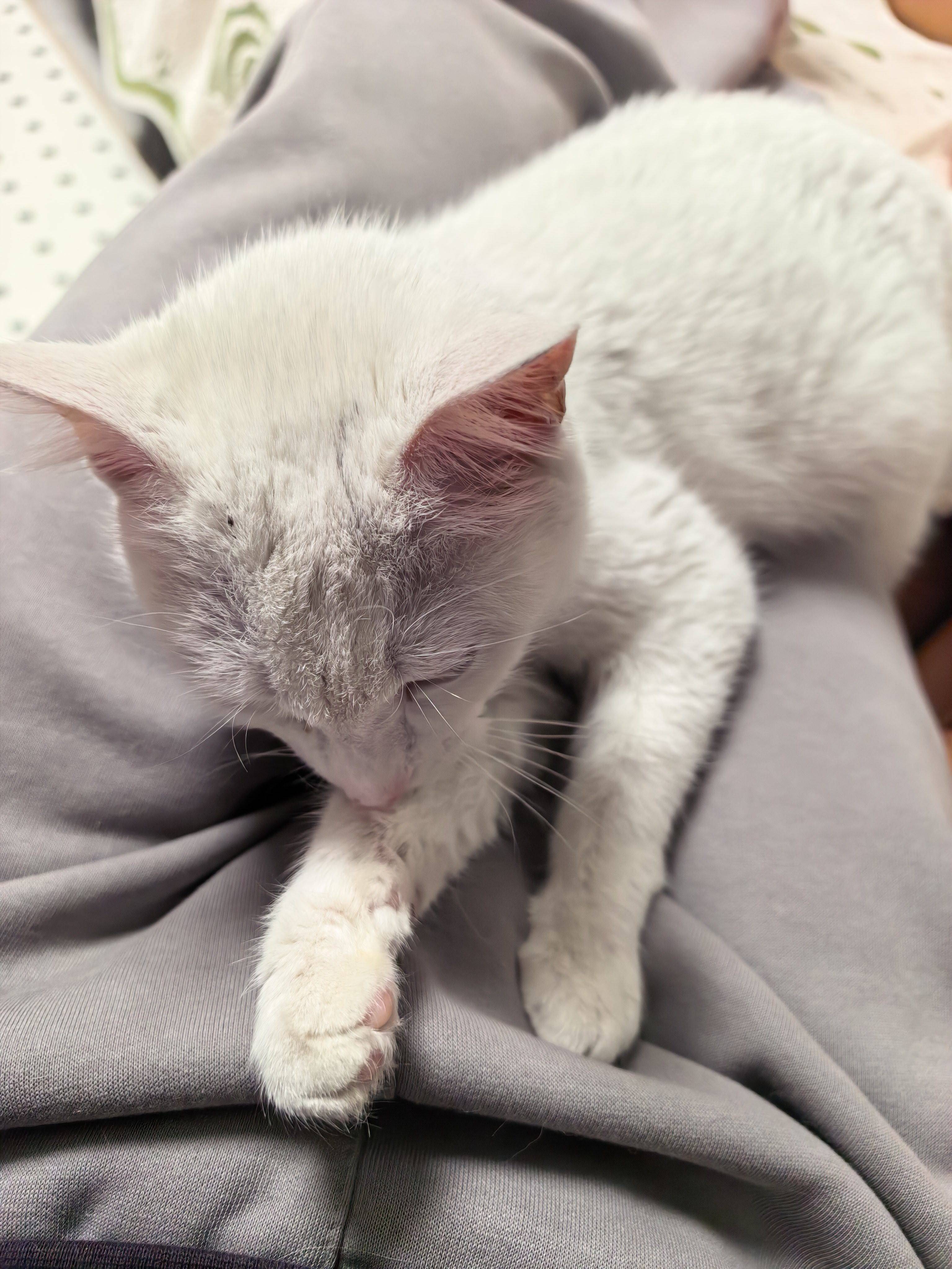 超级天使小猫找领养_3