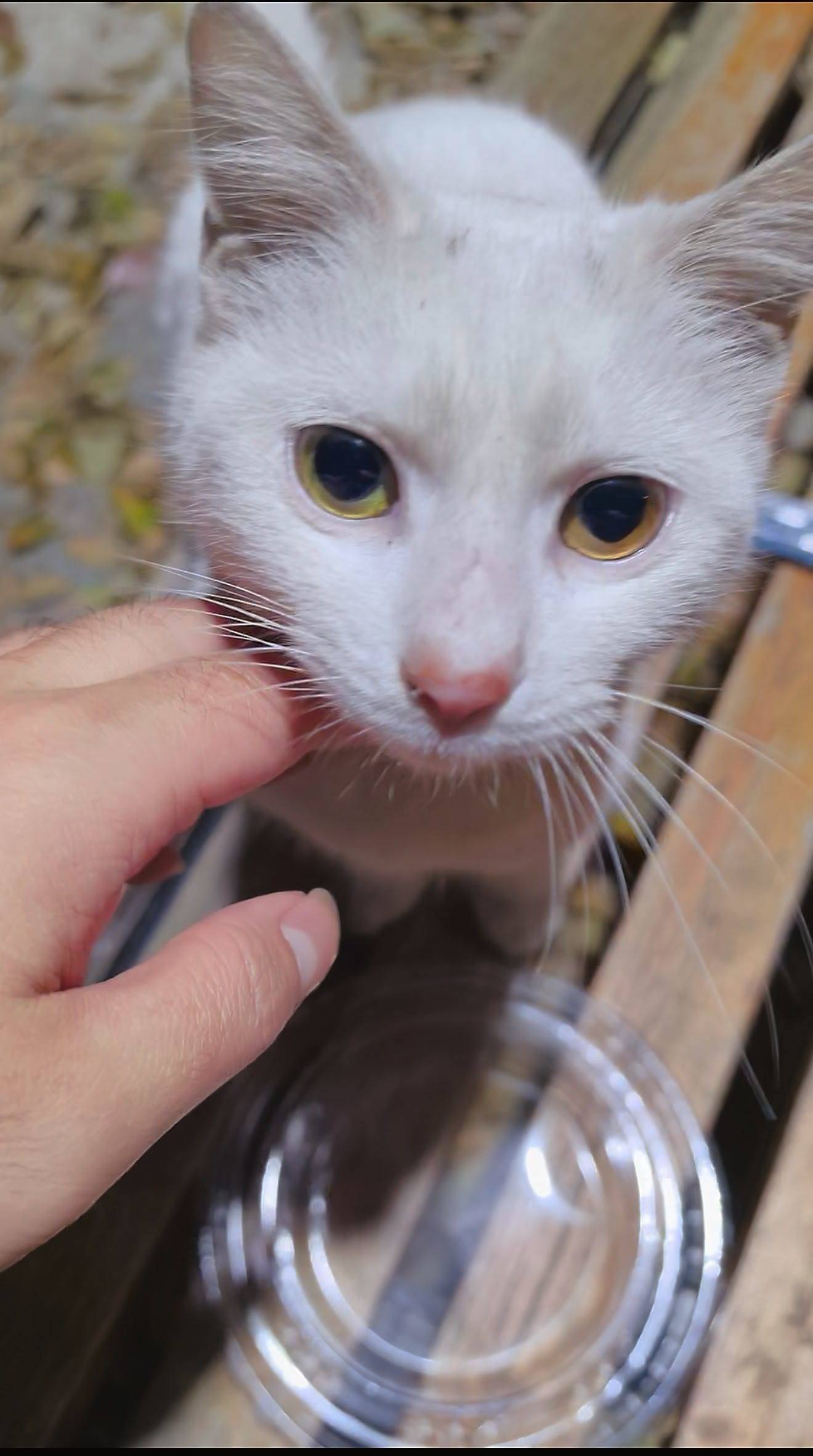 超级天使小猫找领养_4