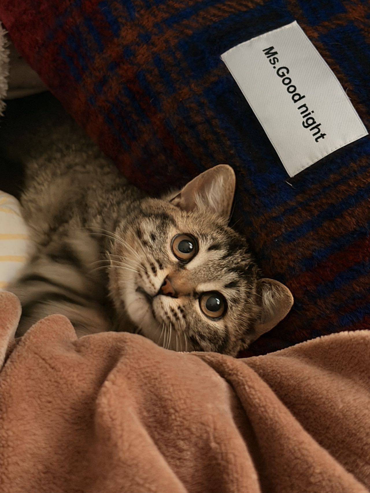 上海松江小猫找领养_2