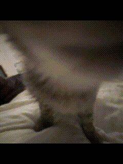 上海松江小猫找领养