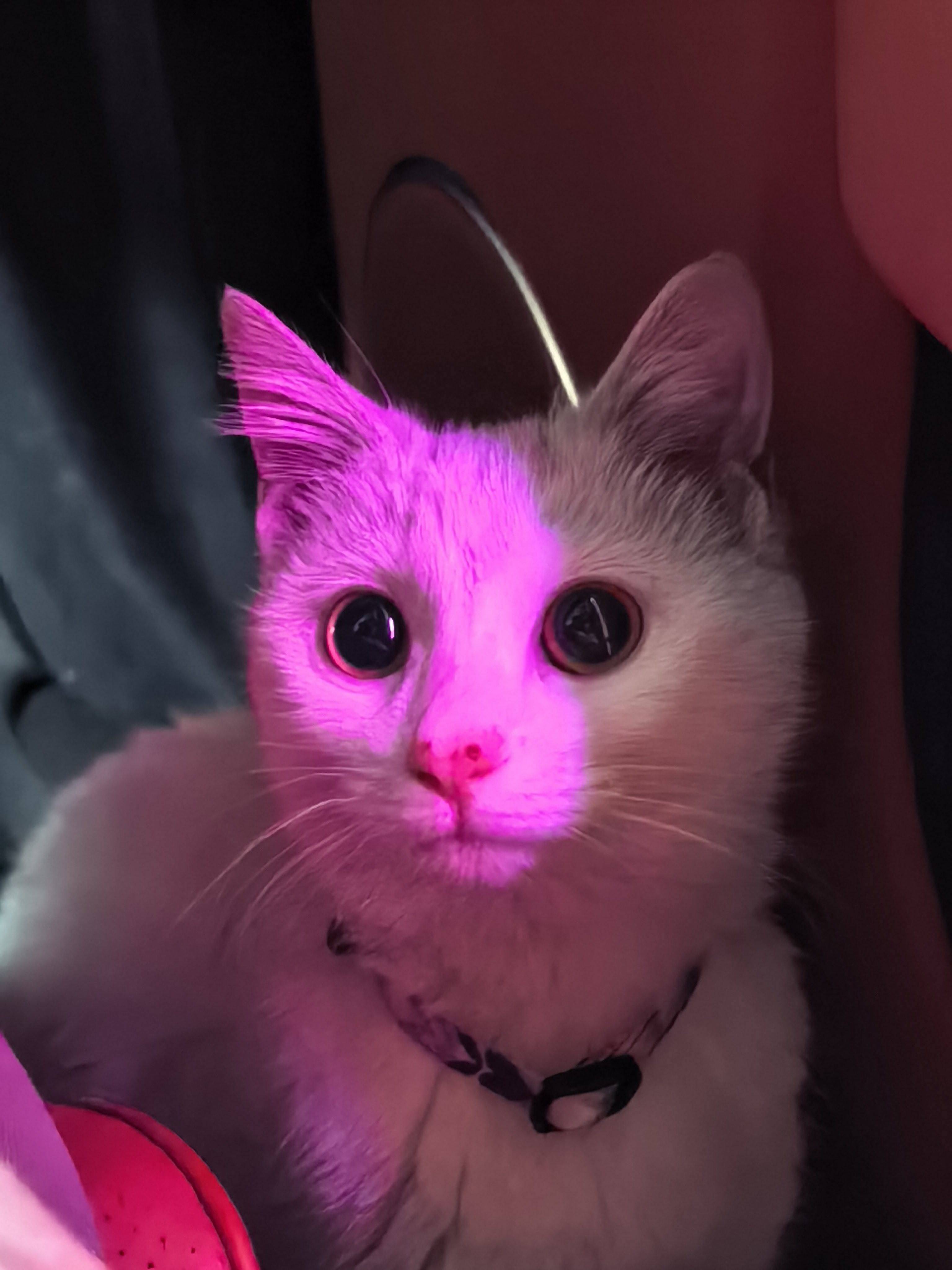 超级天使小猫找领养