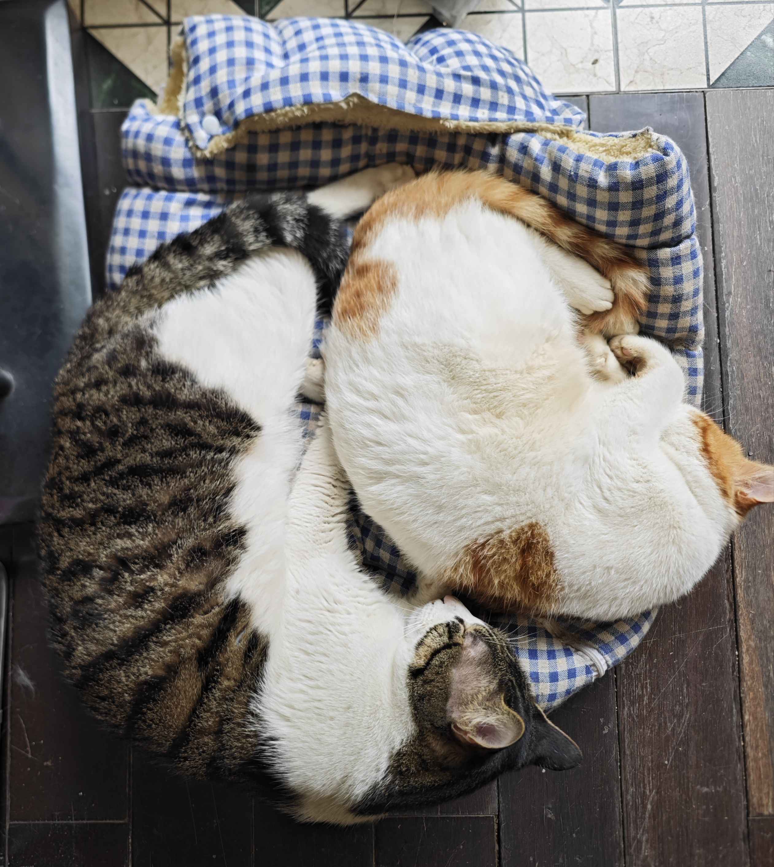 从小睡到大的窝小了