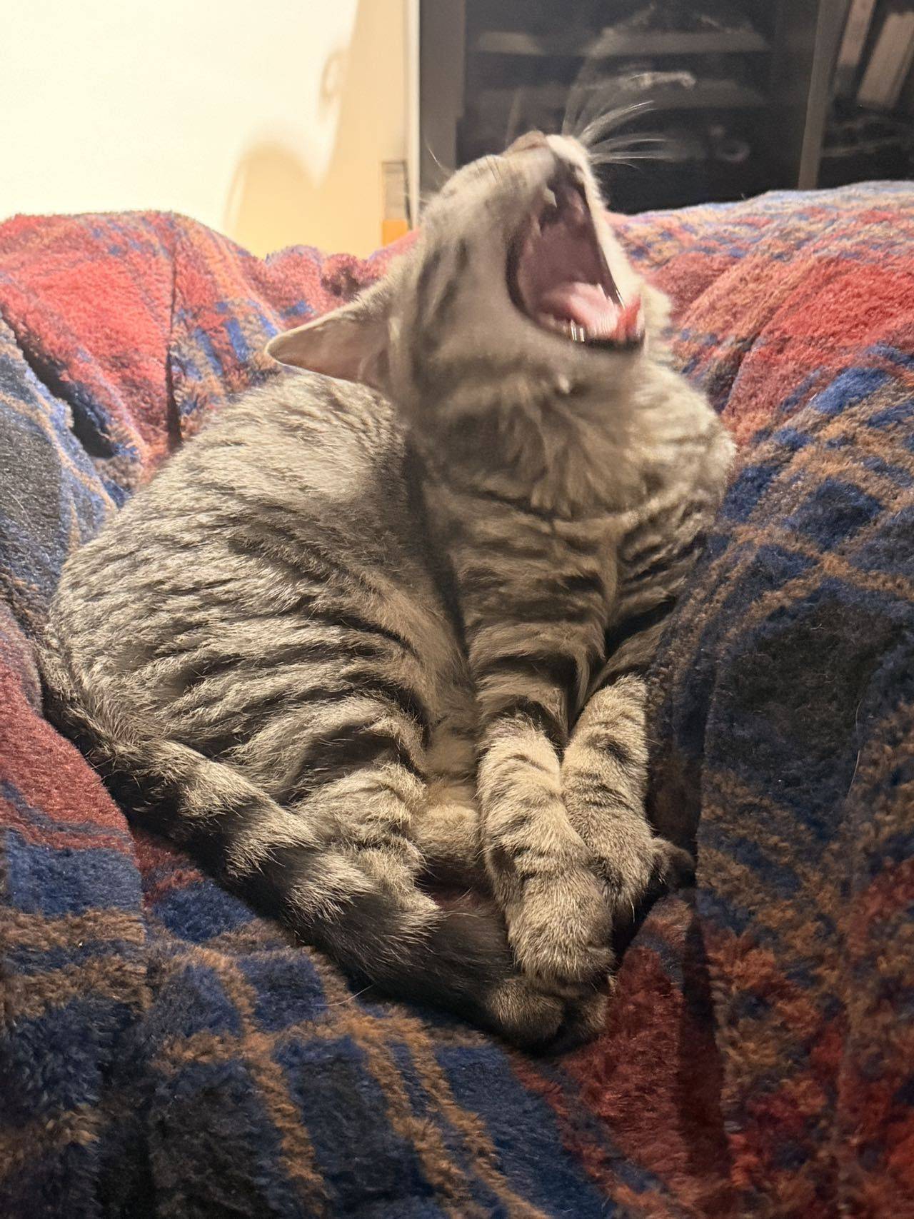 上海松江小猫找领养_4