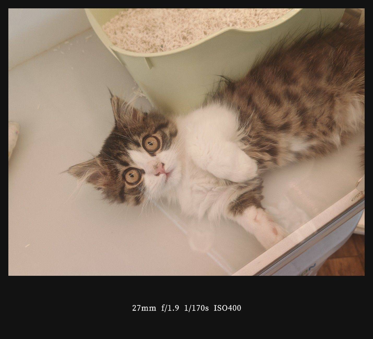  我家萌宠最可爱  宅家日常  躺