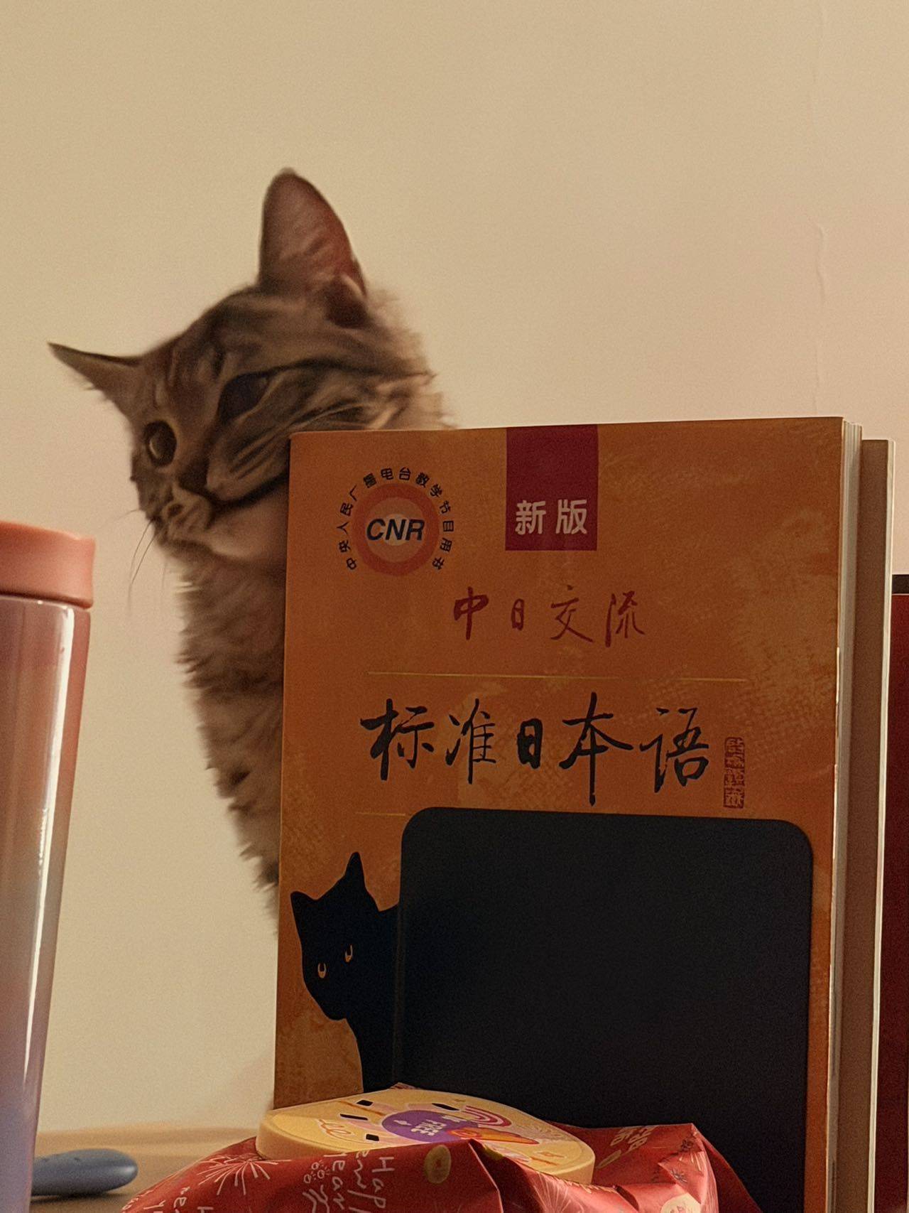 上海松江小猫找领养_3