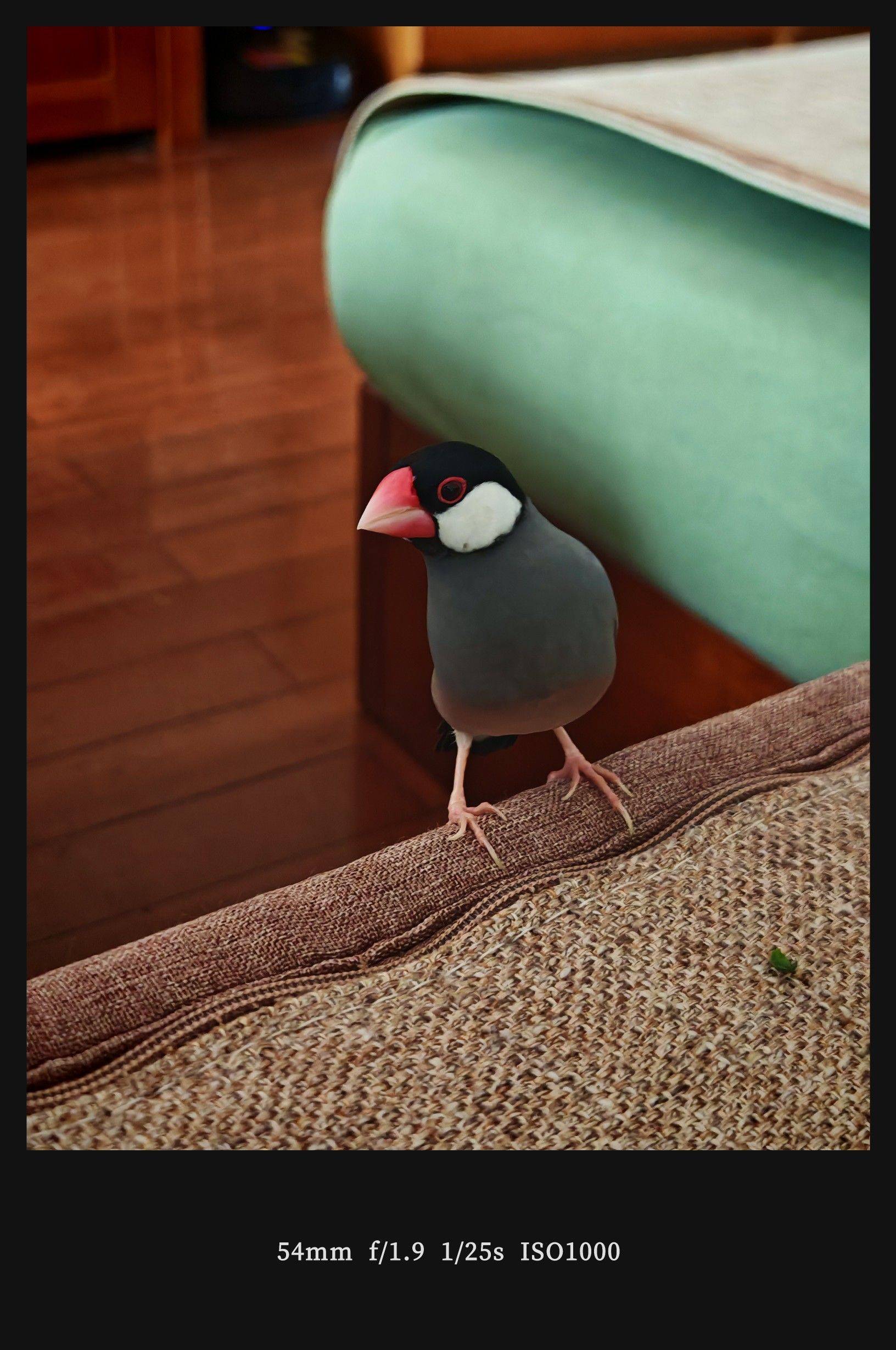  我家萌宠最可爱  宅家日常  躺_3