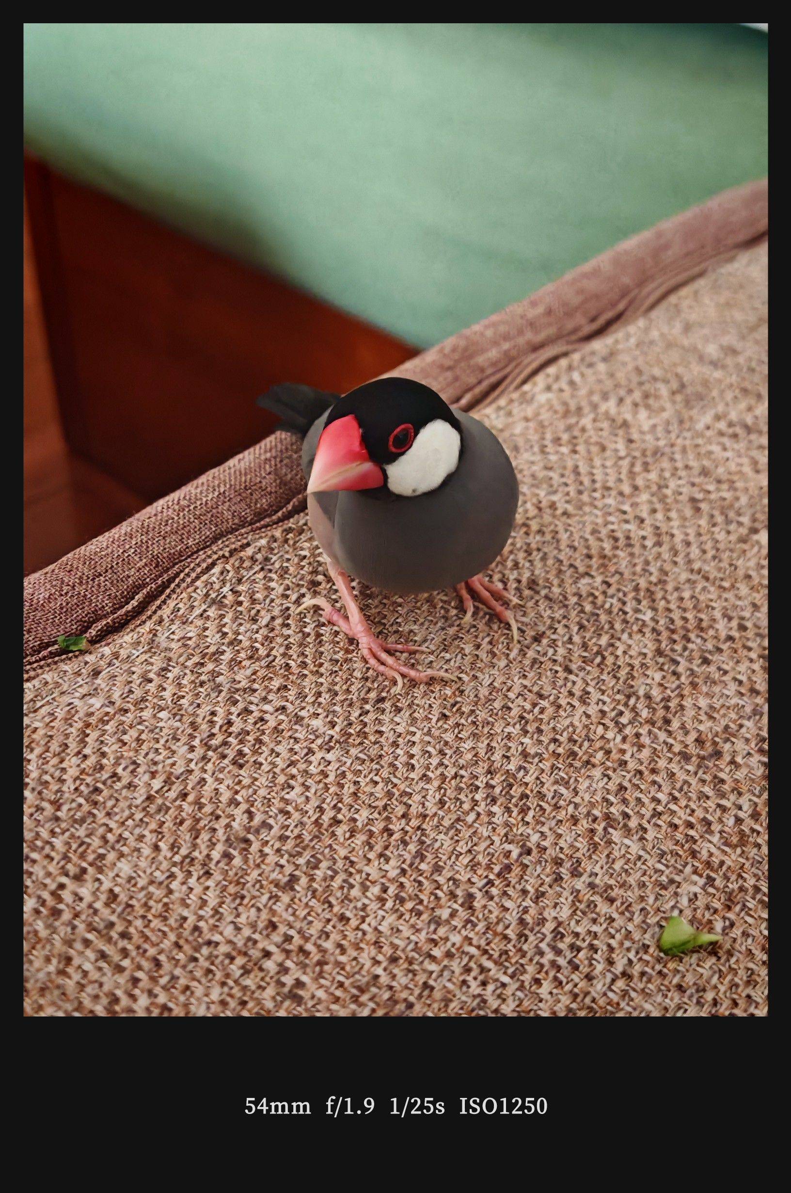  我家萌宠最可爱  宅家日常  躺_2