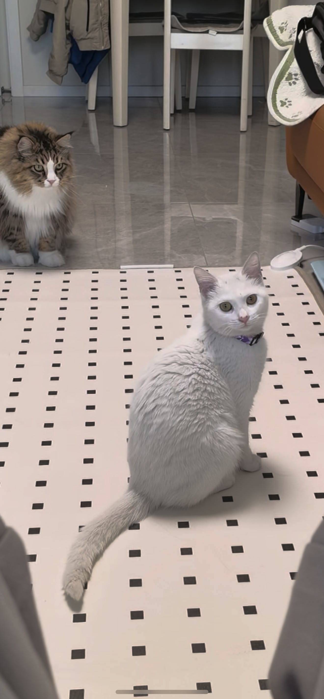 超级天使小猫找领养_1