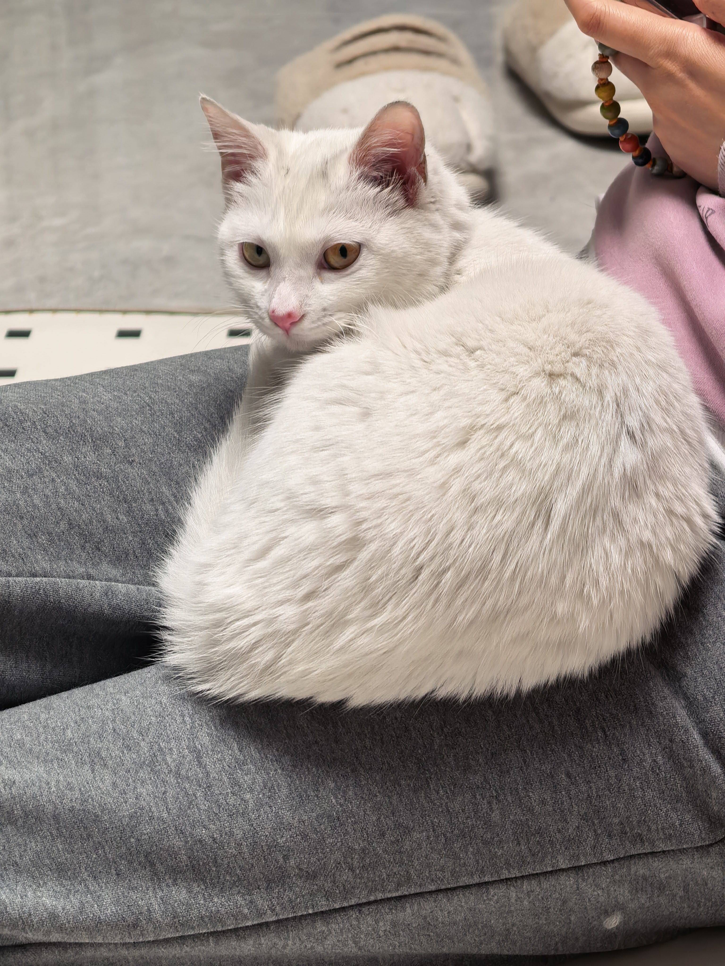 超级天使小猫找领养_2