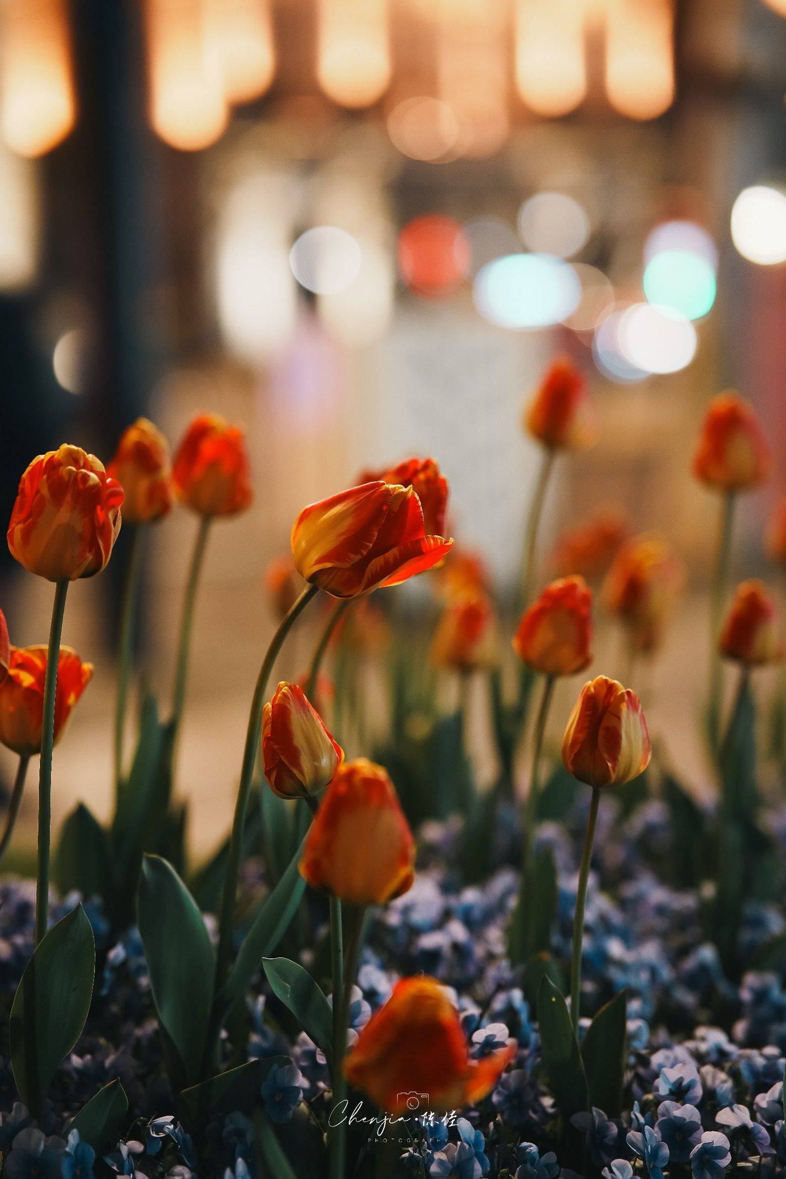 上海外滩郁金香开了_4