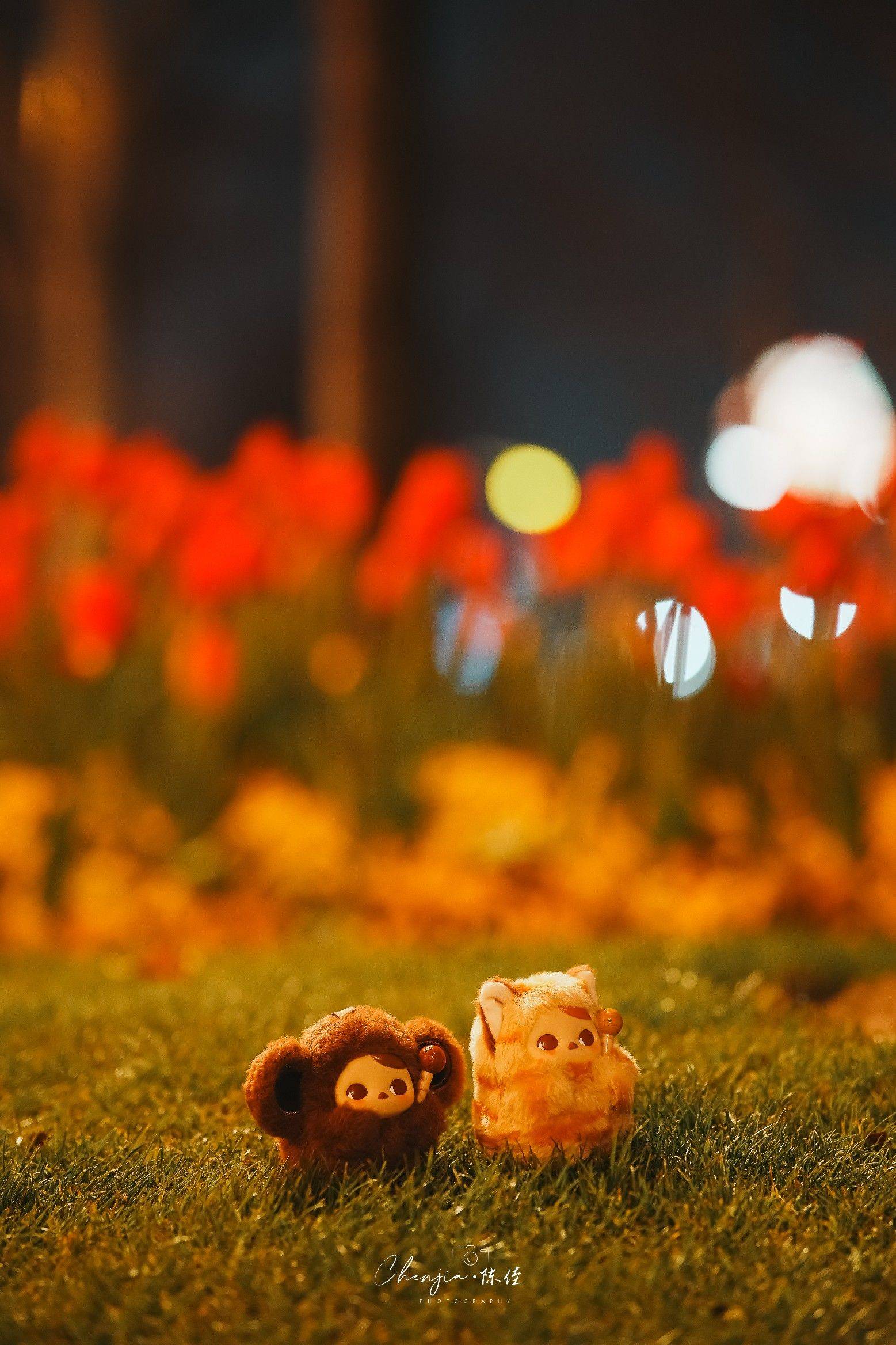 上海外滩郁金香开了_2