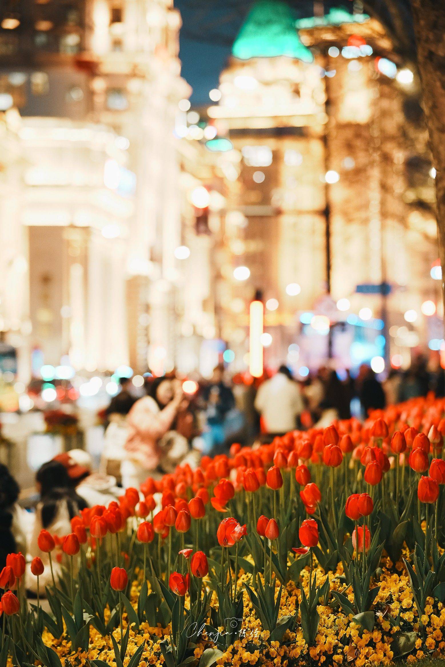 上海外滩郁金香开了