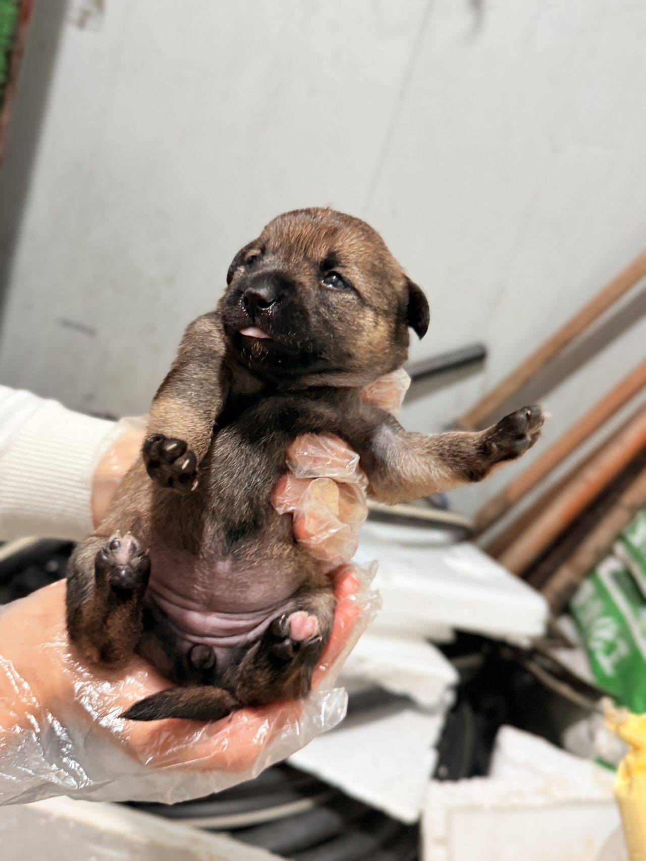 张江流浪狗狗3只小崽_3