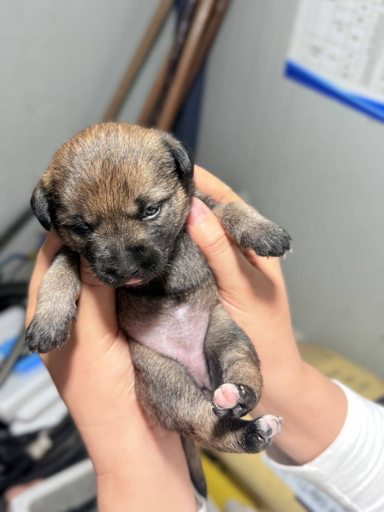 张江流浪狗狗3只小崽