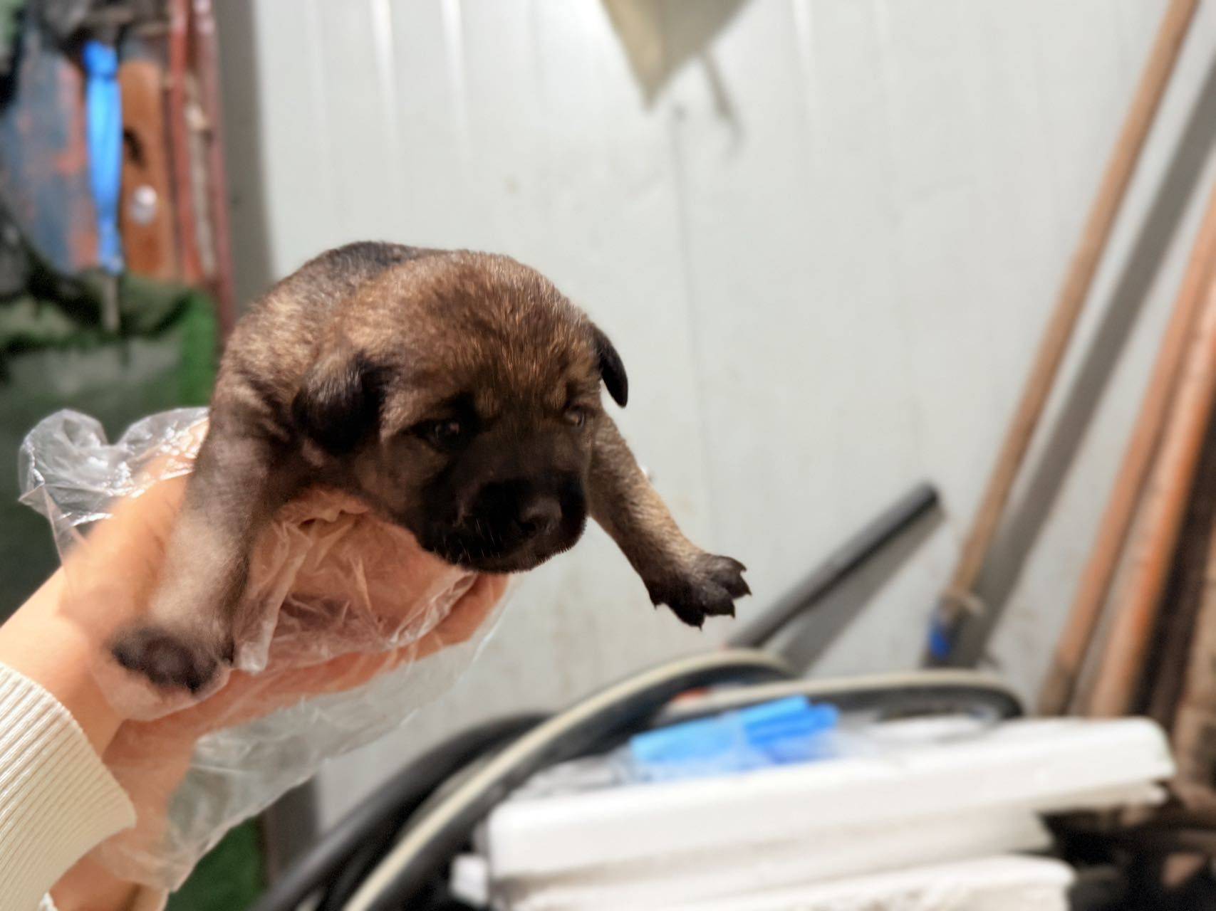 张江流浪狗狗3只小崽_2