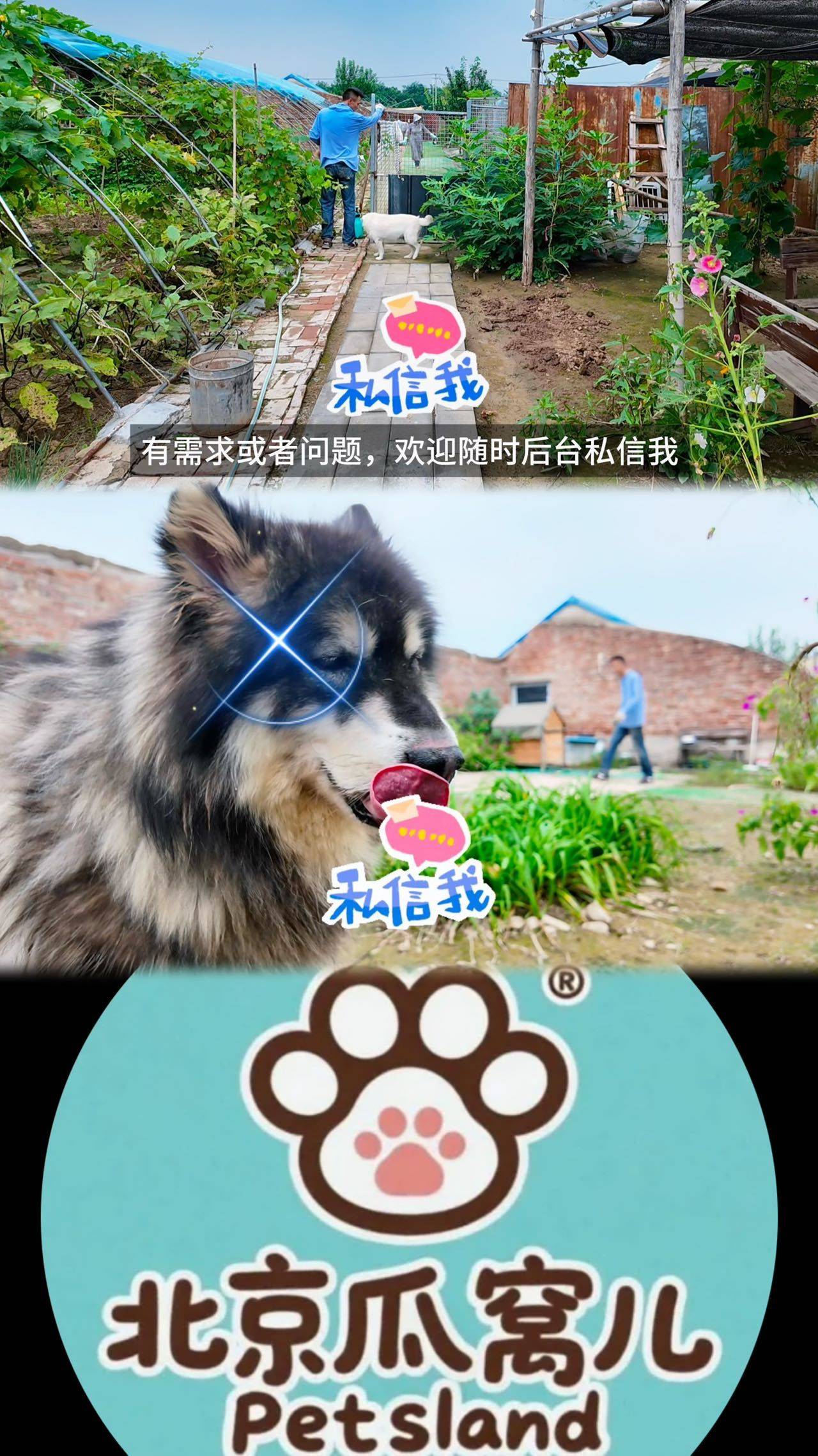 北京昌平宠物寄养狗狗寄养不笼养