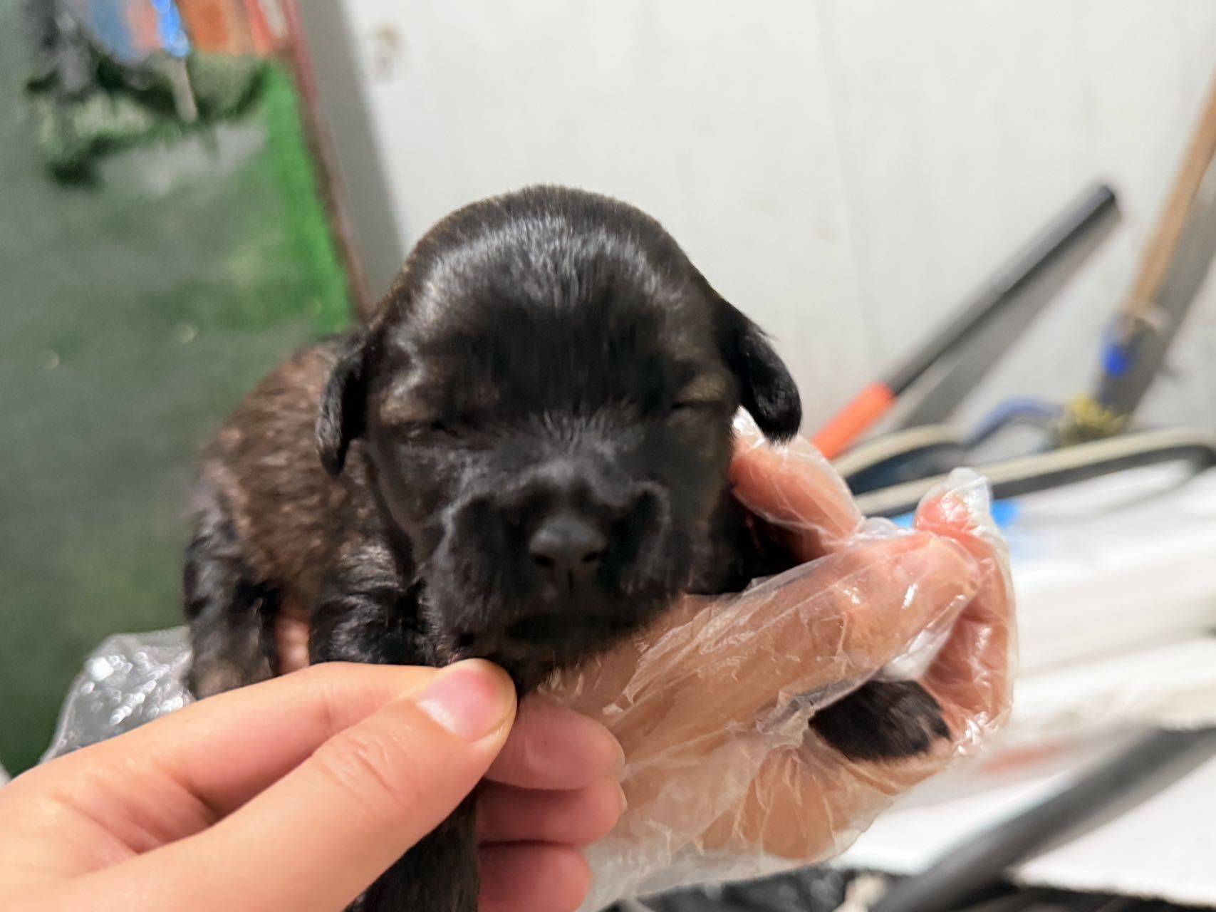 张江流浪狗狗3只小崽_4