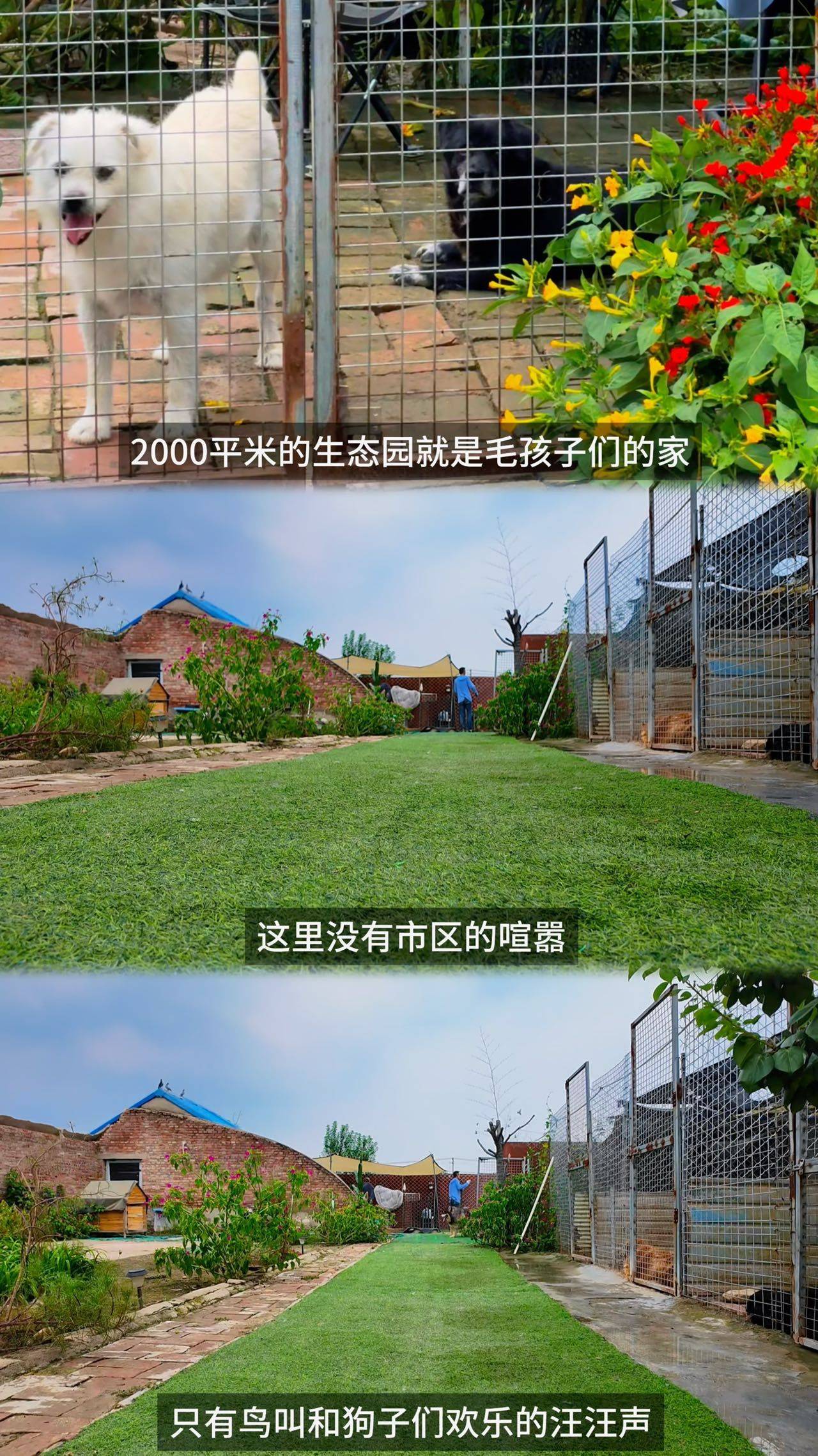 北京昌平宠物寄养狗狗寄养不笼养_2