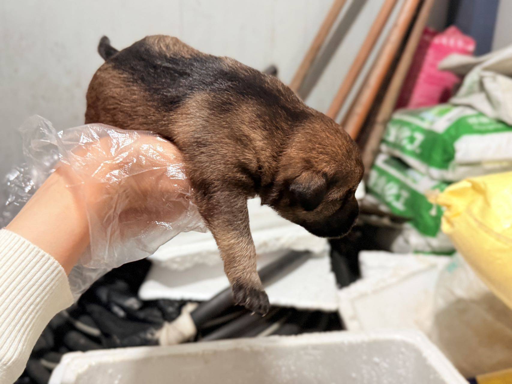 张江流浪狗狗3只小崽_0