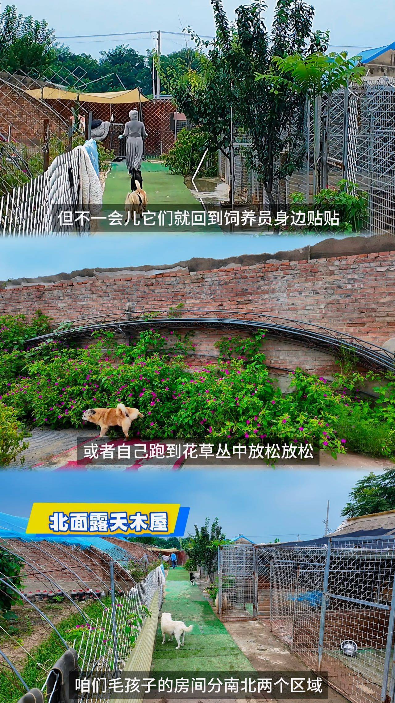 北京昌平宠物寄养狗狗寄养不笼养_4