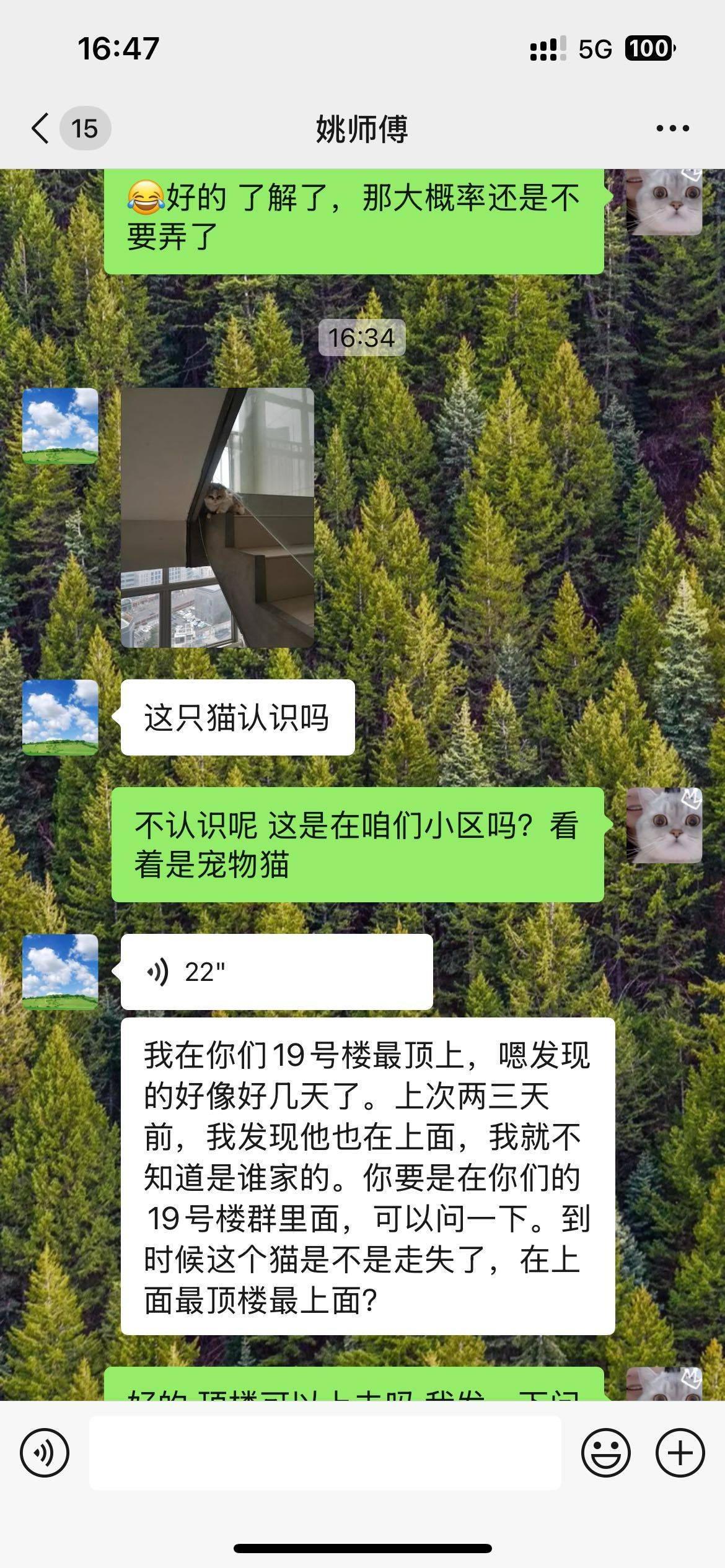 被遗弃在楼栋顶楼的三花折耳猫_2