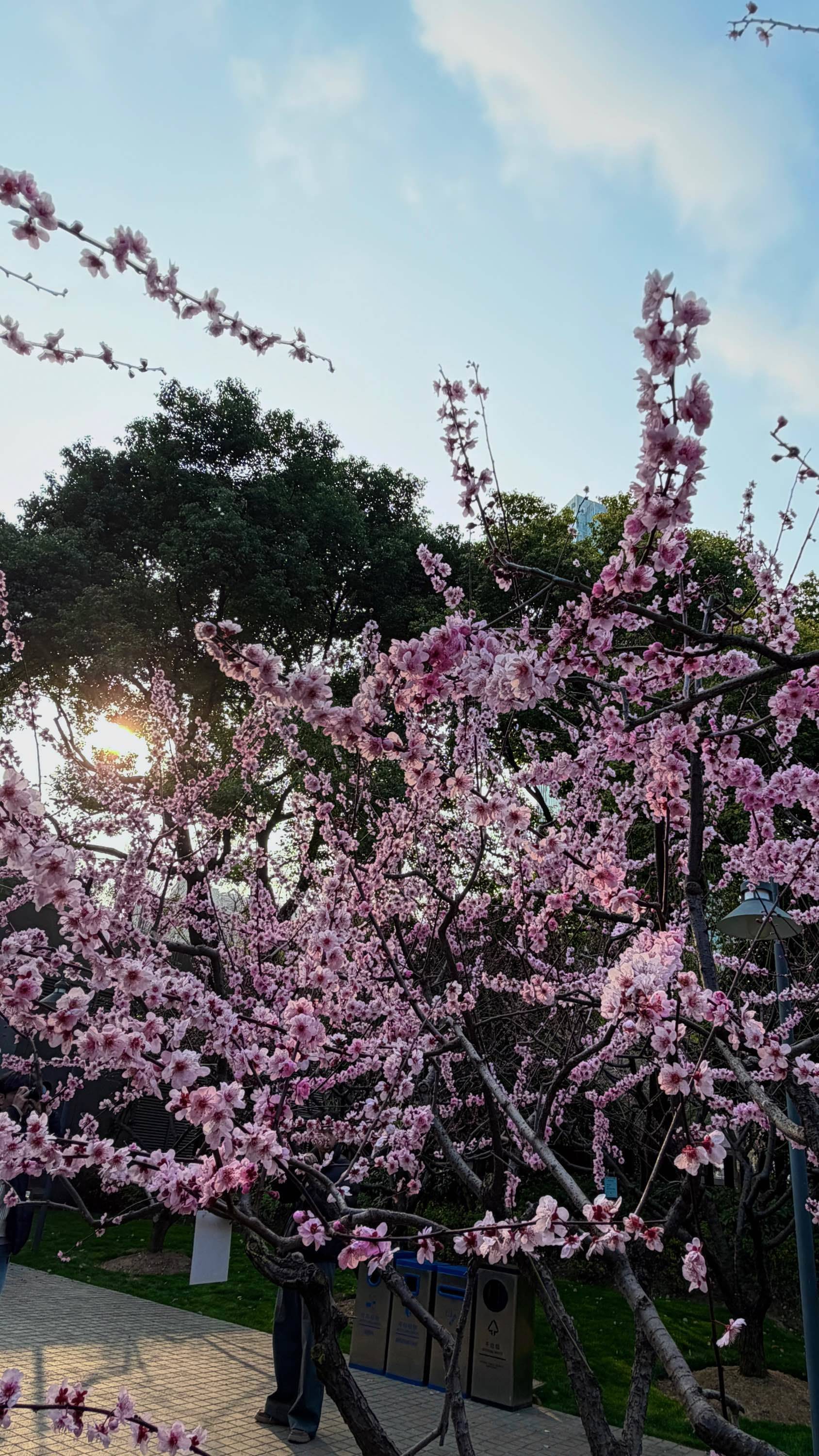 春和景明。 春日限定  阳光正好 