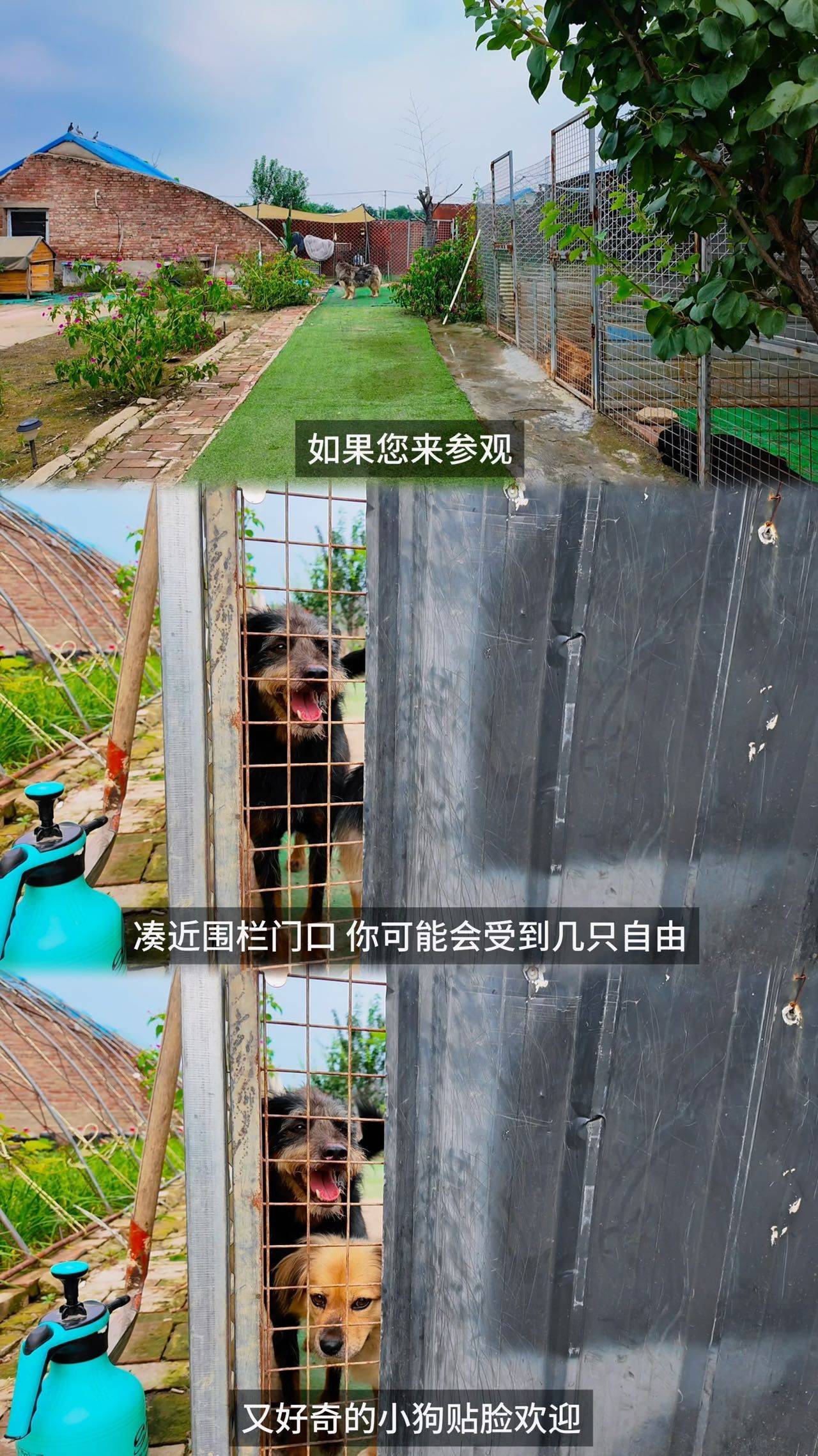 北京昌平宠物寄养狗狗寄养不笼养_3