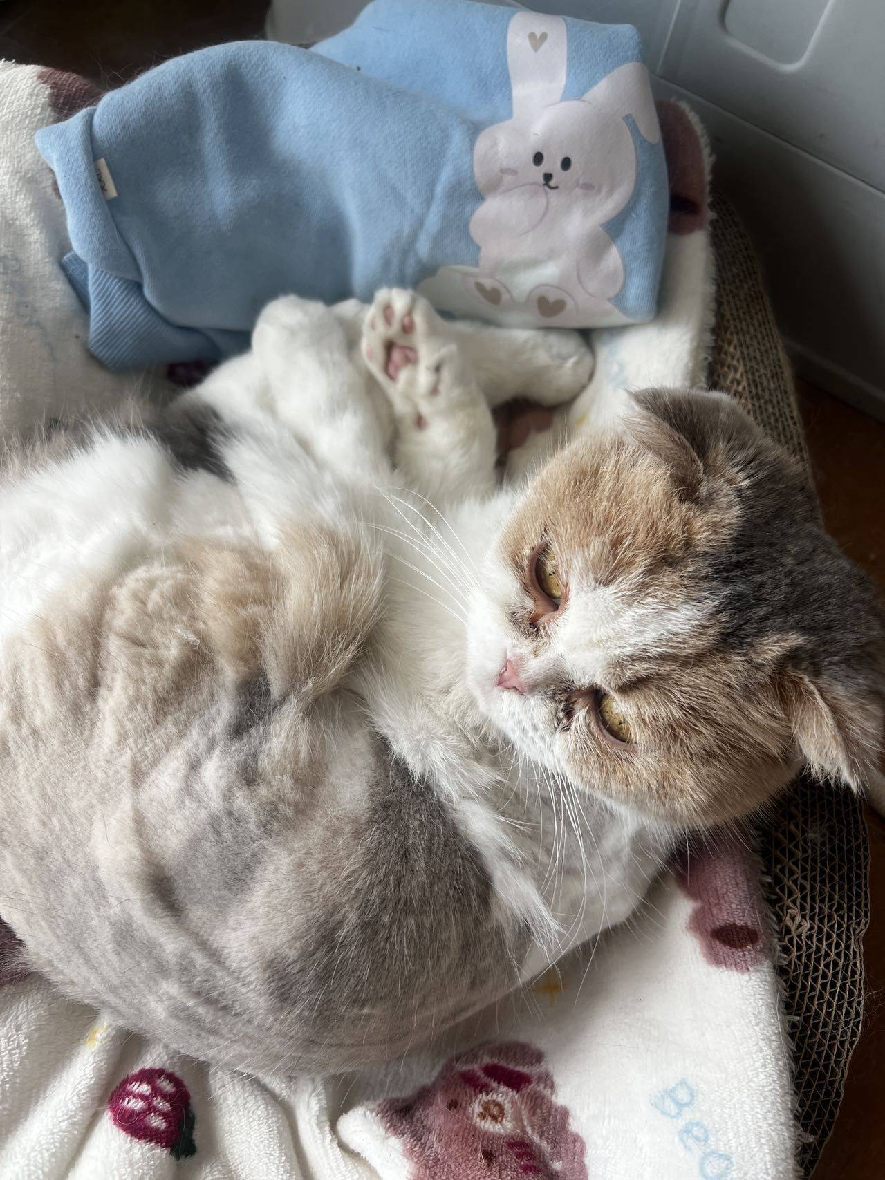 被遗弃在楼栋顶楼的三花折耳猫_1