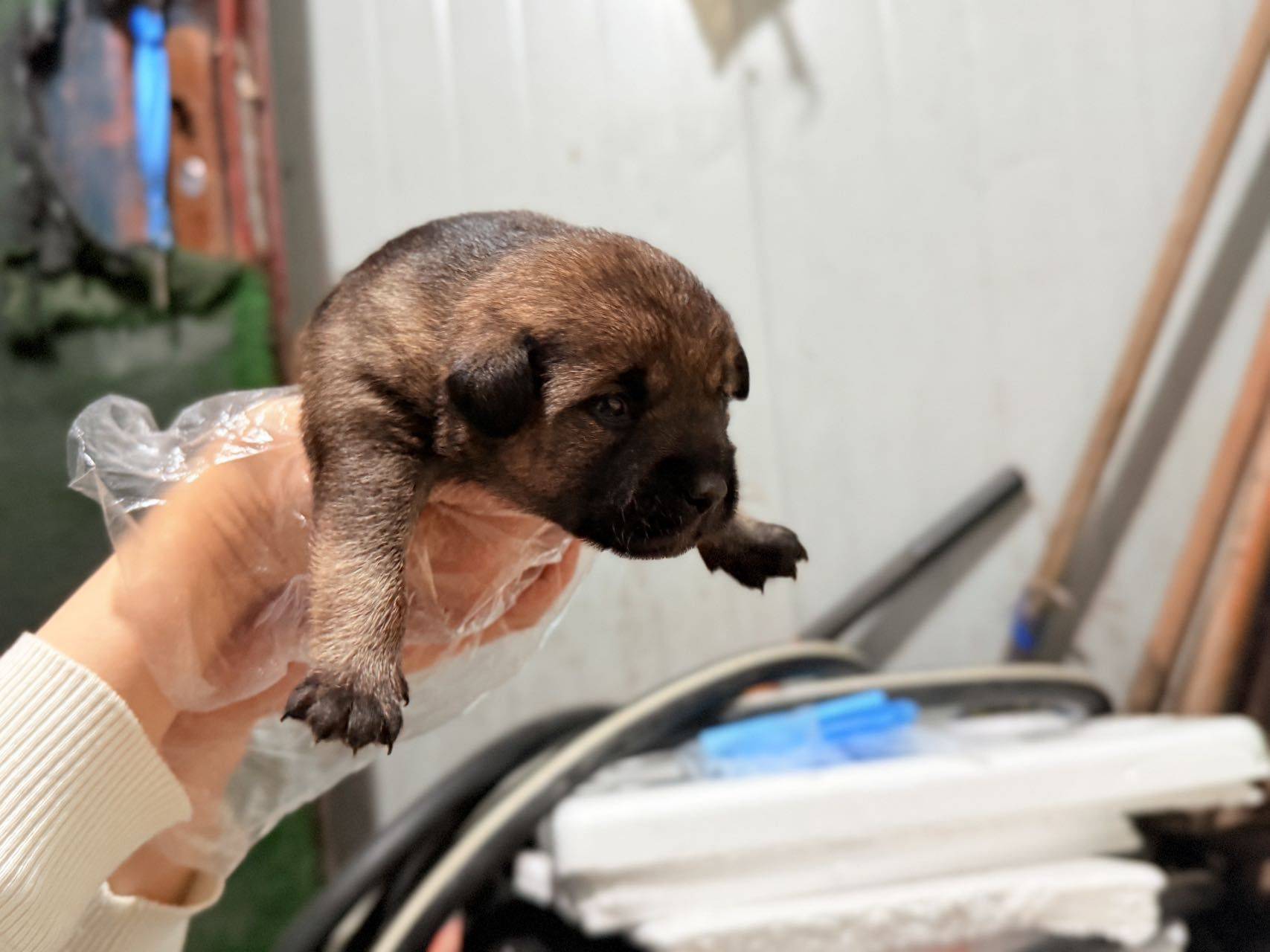 张江流浪狗狗3只小崽_1