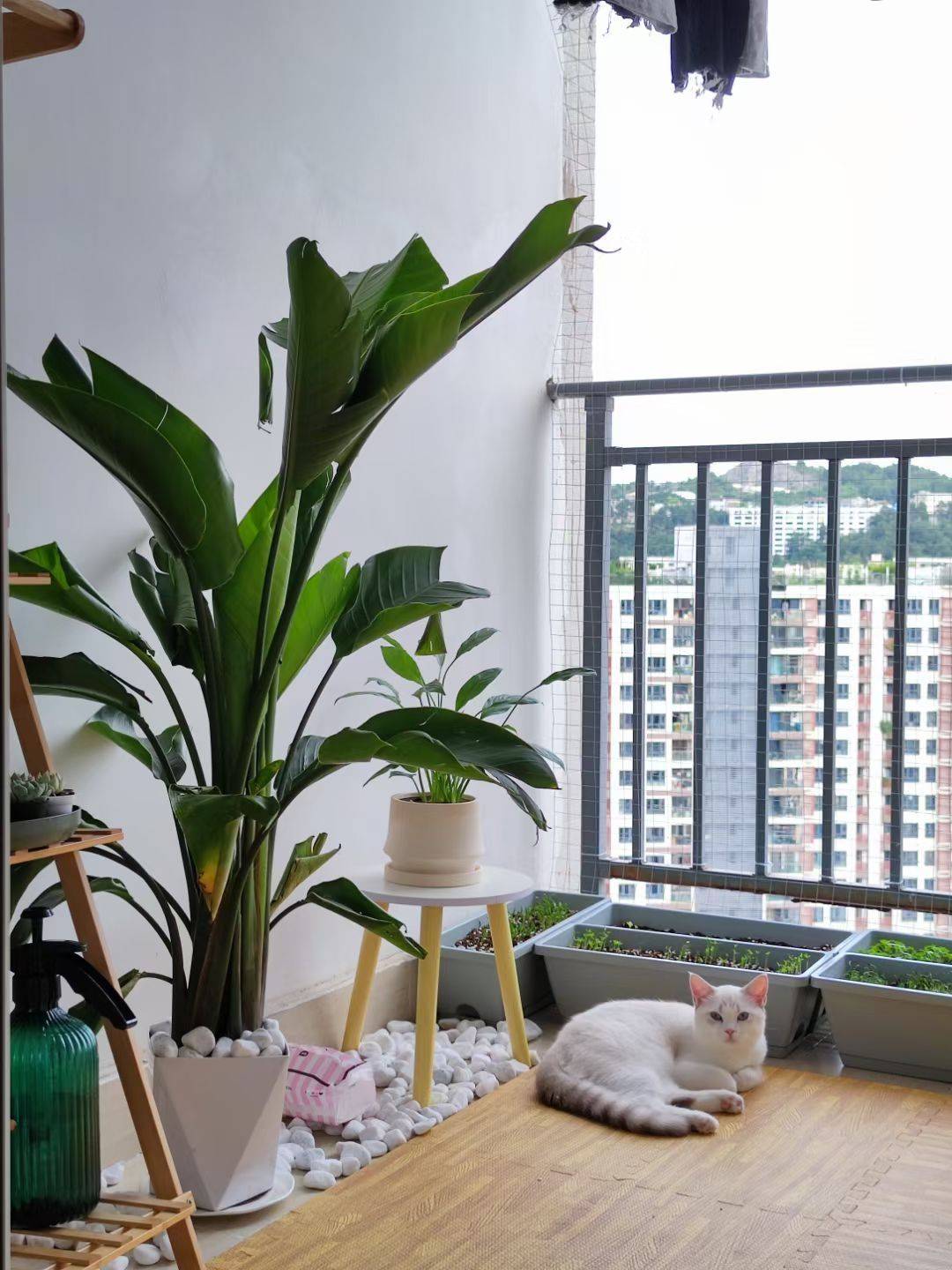 想找个合适的室友也太难了😥 片刻心事 