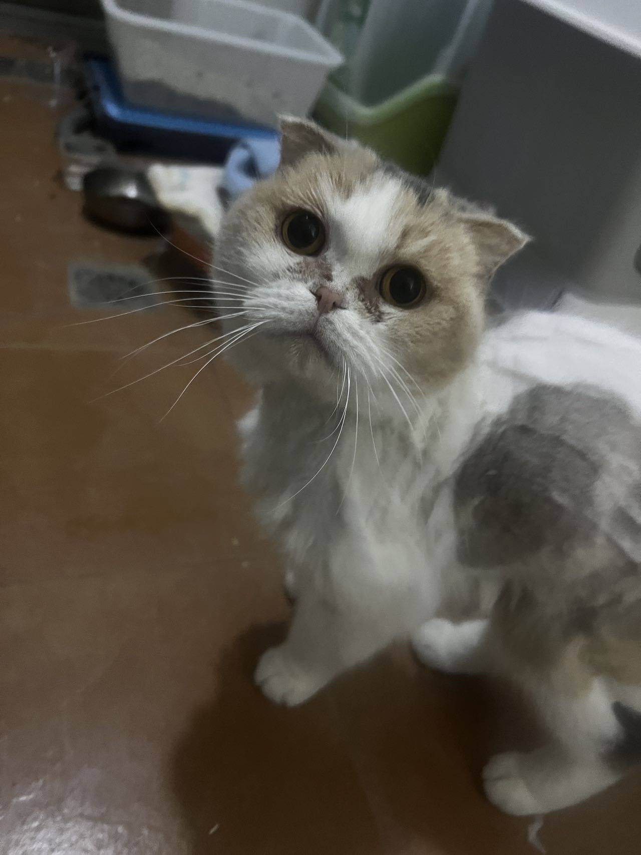 被遗弃在楼栋顶楼的三花折耳猫