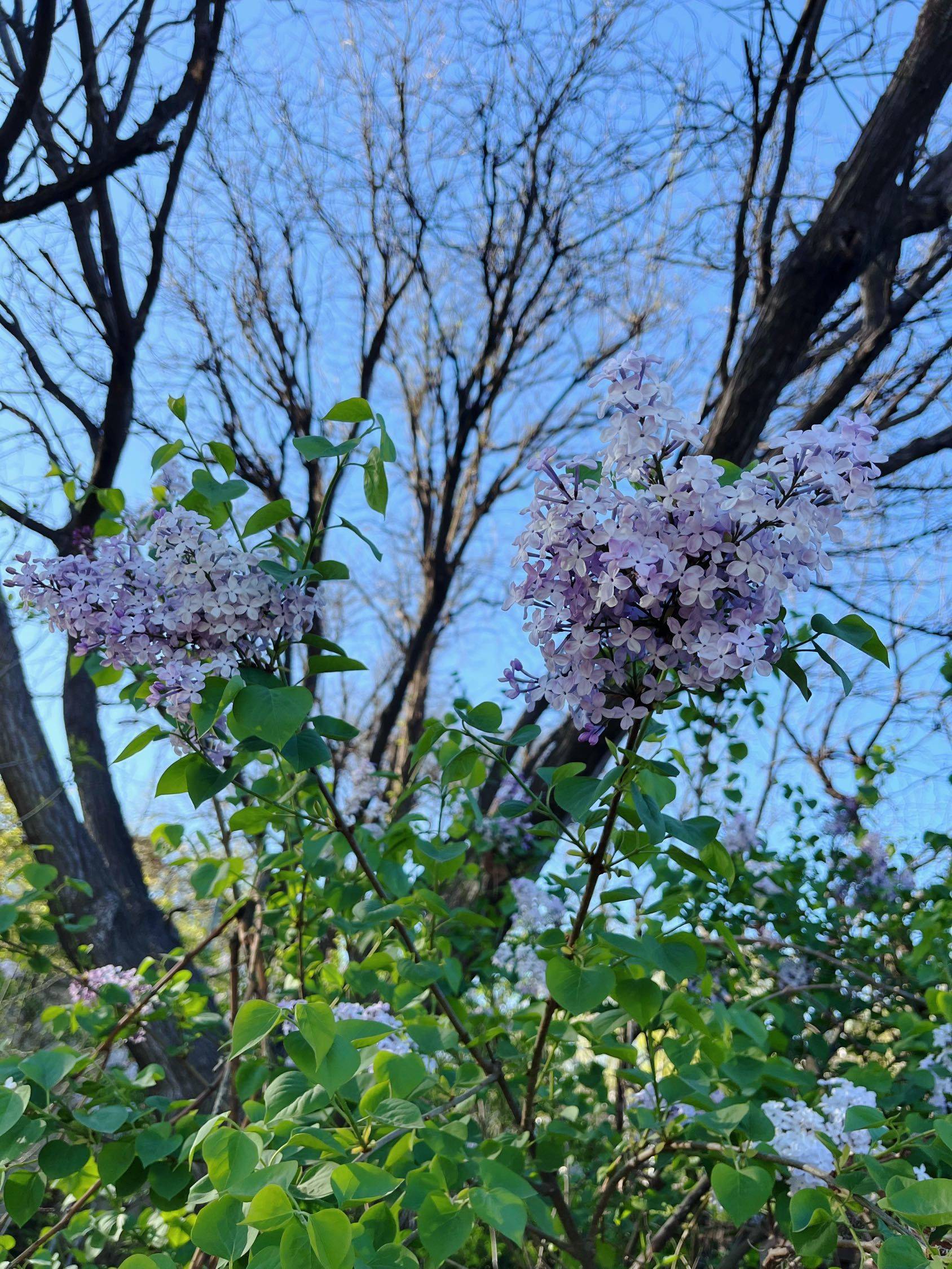 园区的春天 很美 午后散散步挺好