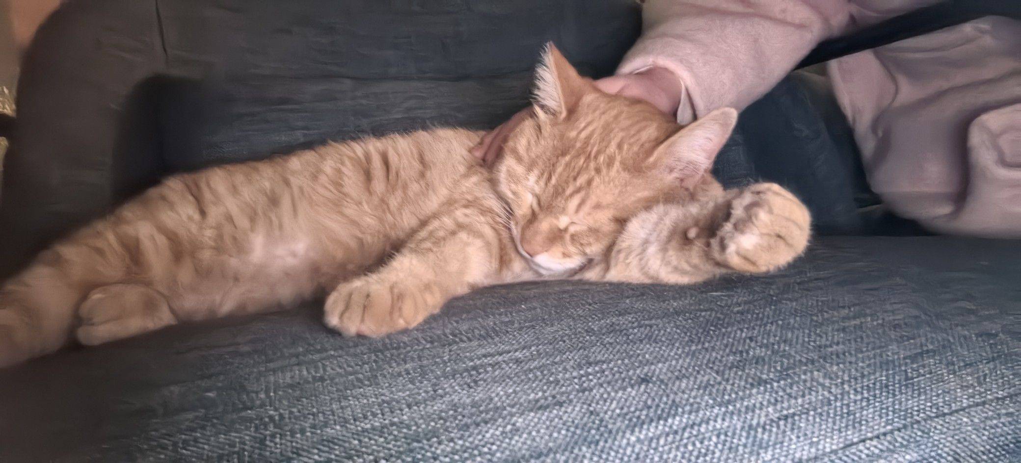 偶遇可爱小猫记 猫咪  毛茸茸  