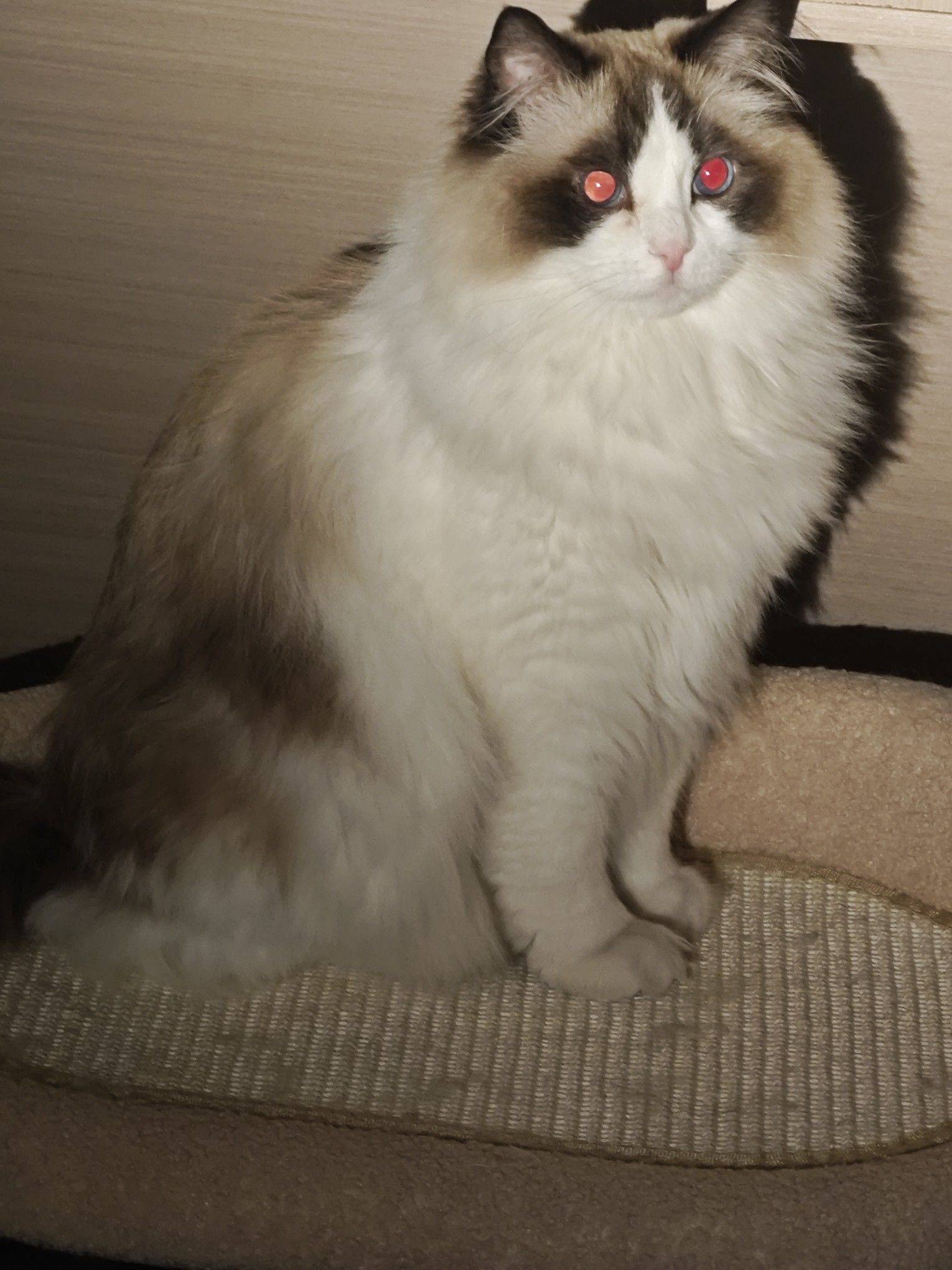 好标致的喵喵 我家萌宠最可爱  宅家