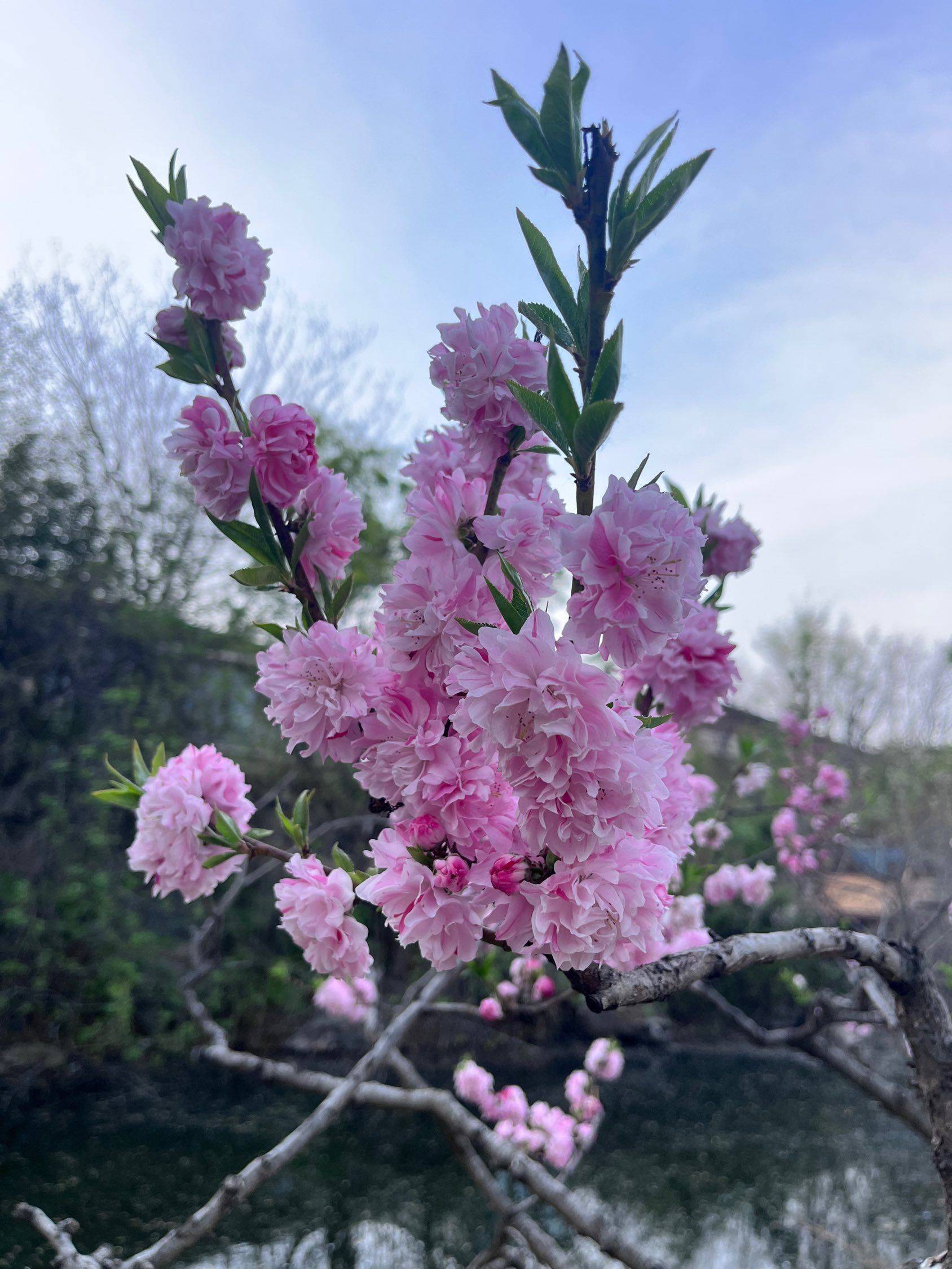 园区的春天 很美 午后散散步挺好_3