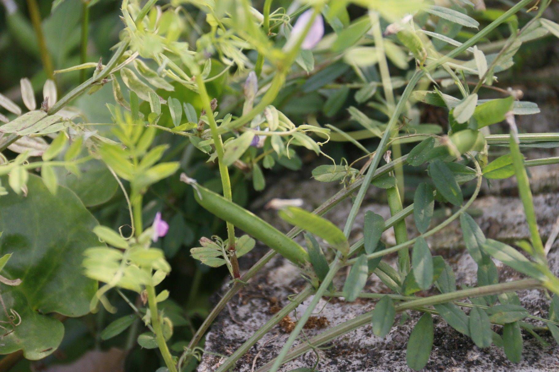 星星孩子⭐｜他们的世界｜我们慢慢靠近_4