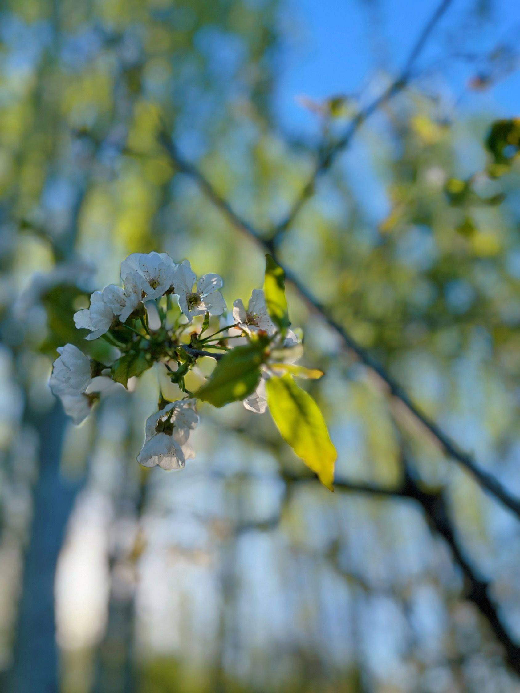园区的春天 很美 午后散散步挺好_2