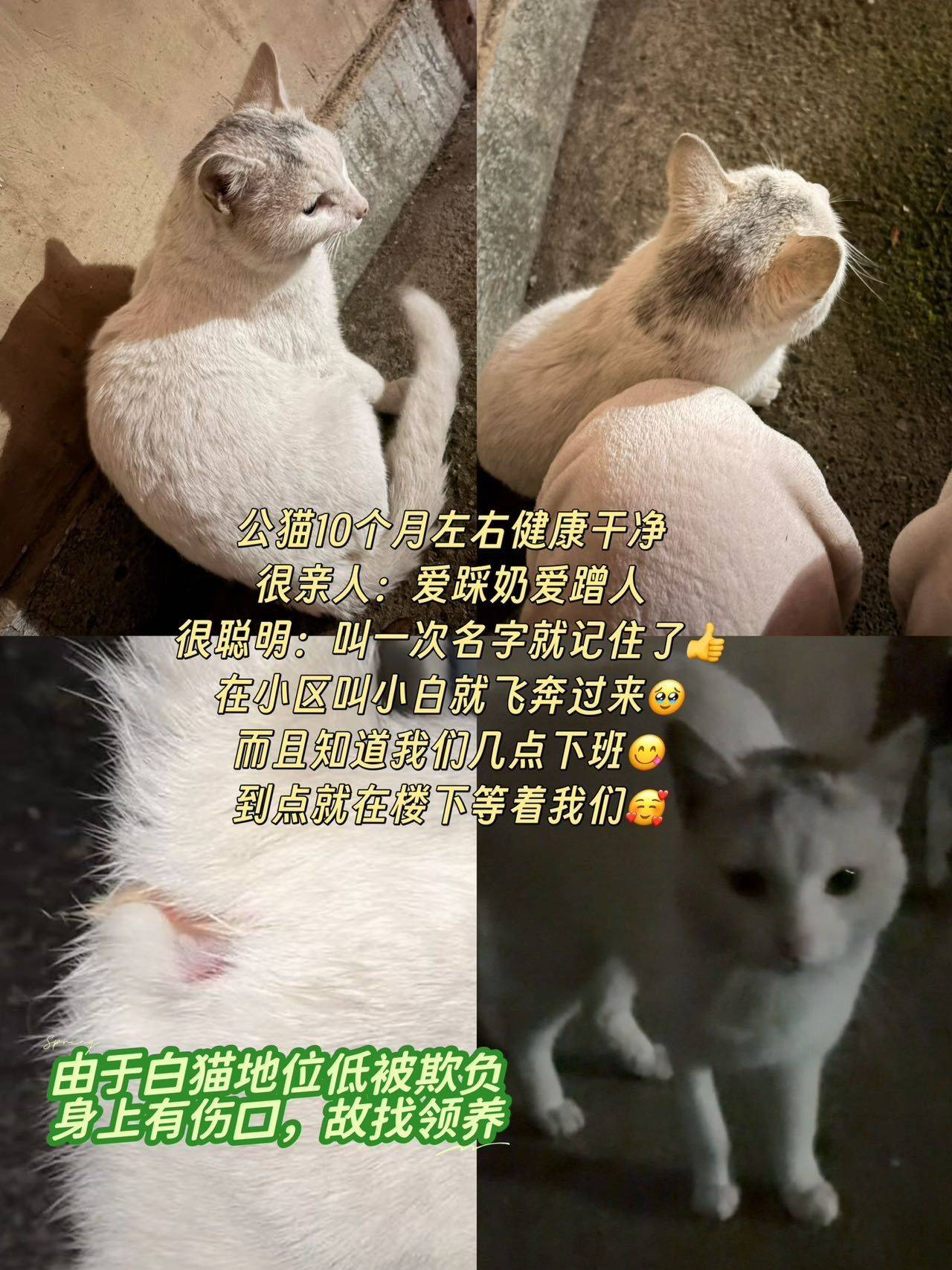 听得懂人话的小白猫！十个月大求领养