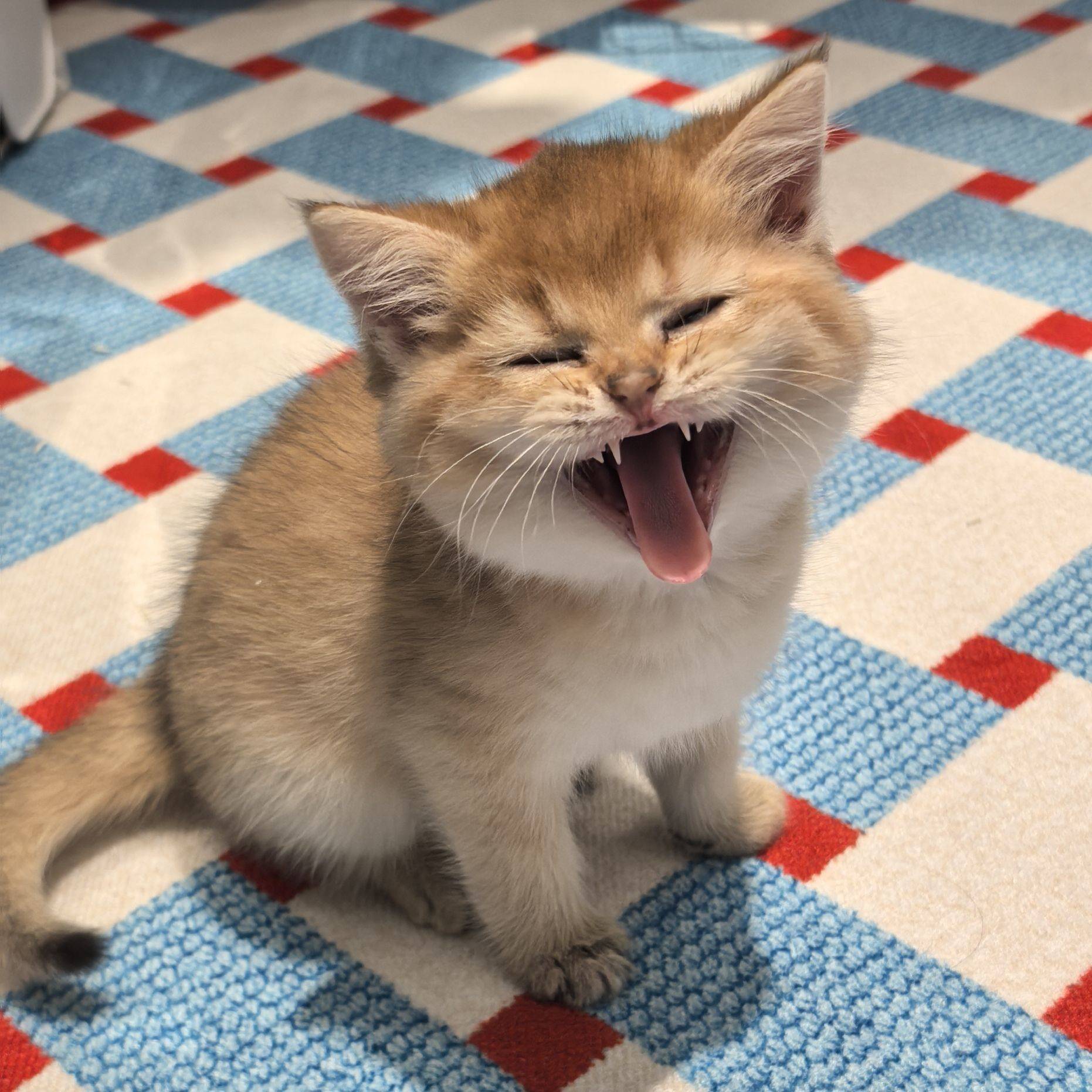 响尾蛇mini版 小奶猫  打哈欠 