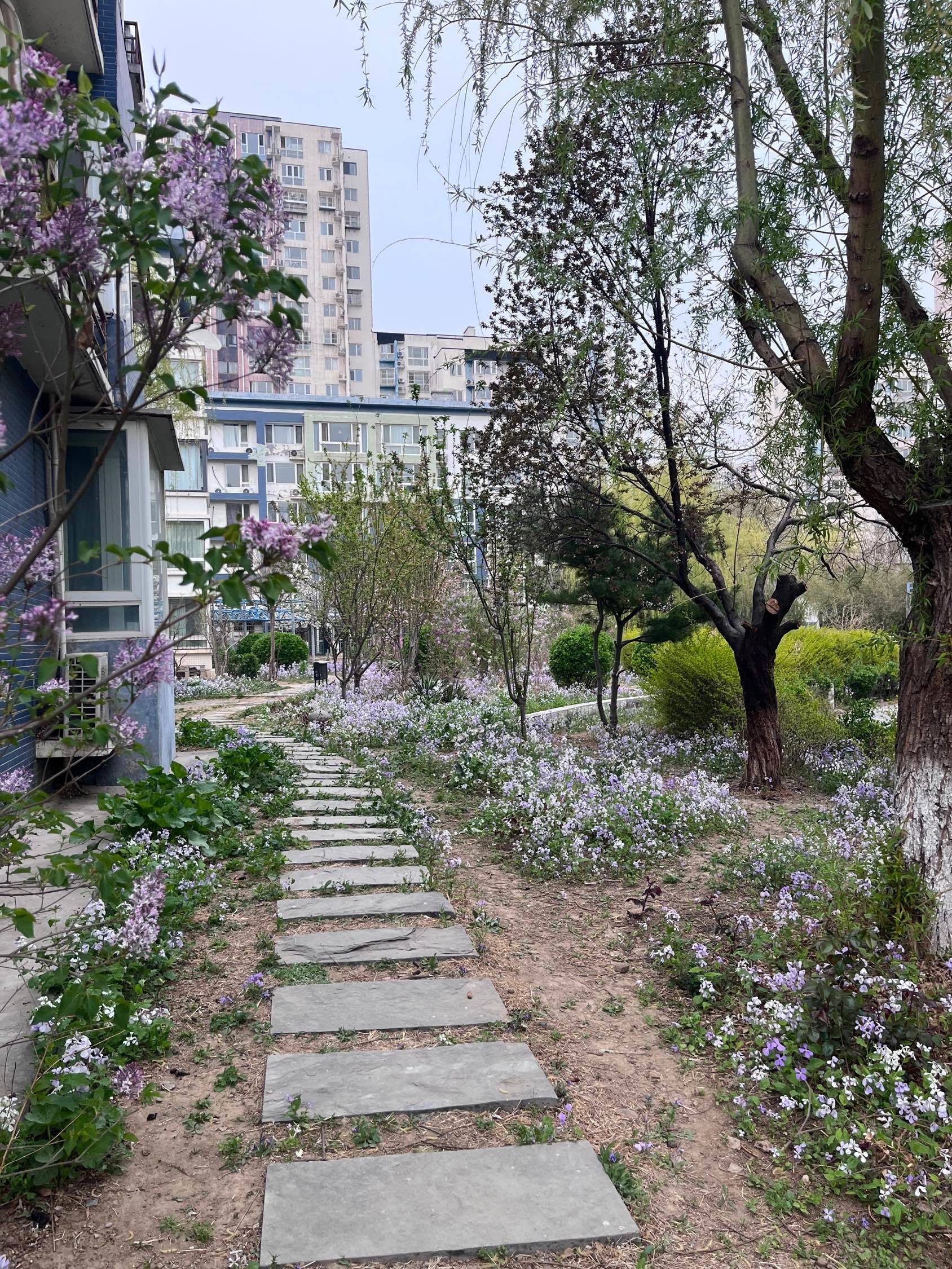 园区的春天 很美 午后散散步挺好_1