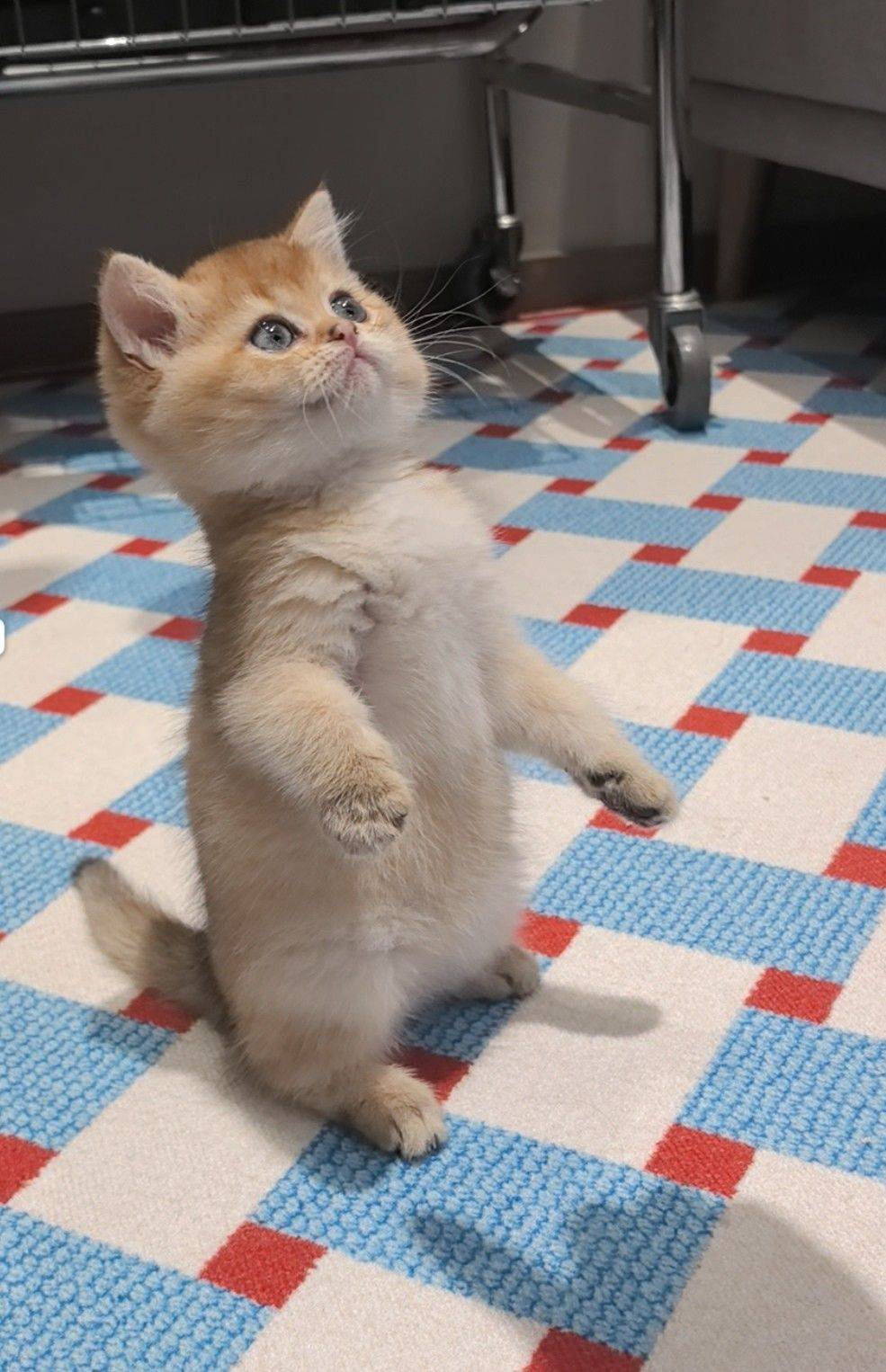  站立萌态  可爱瞬间 