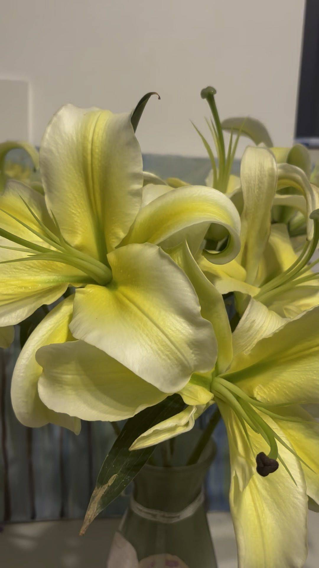 花开正当时 一朵绽放  温柔时光  